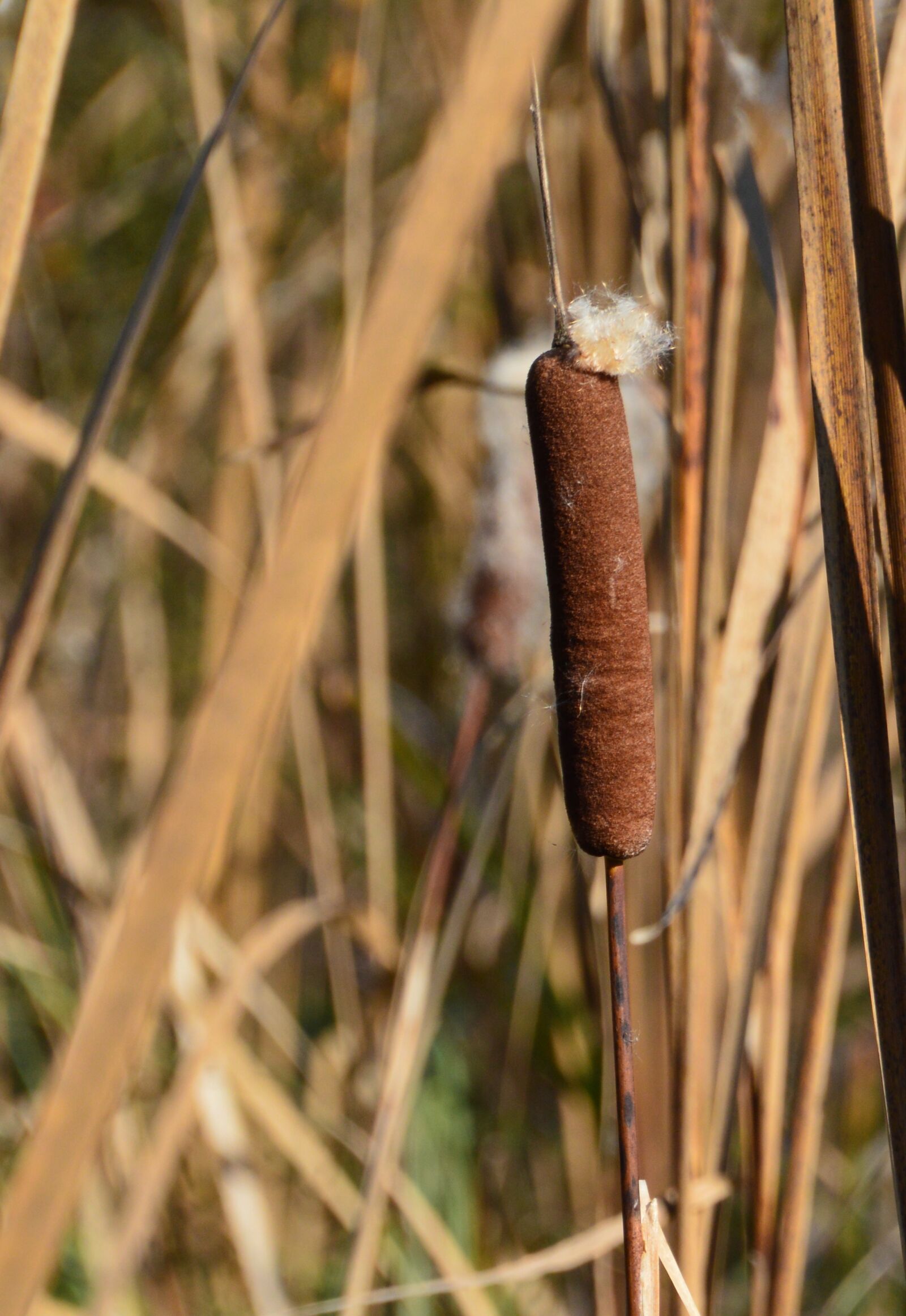 Nikon D3200 sample photo. Reed, autumn, nature photography