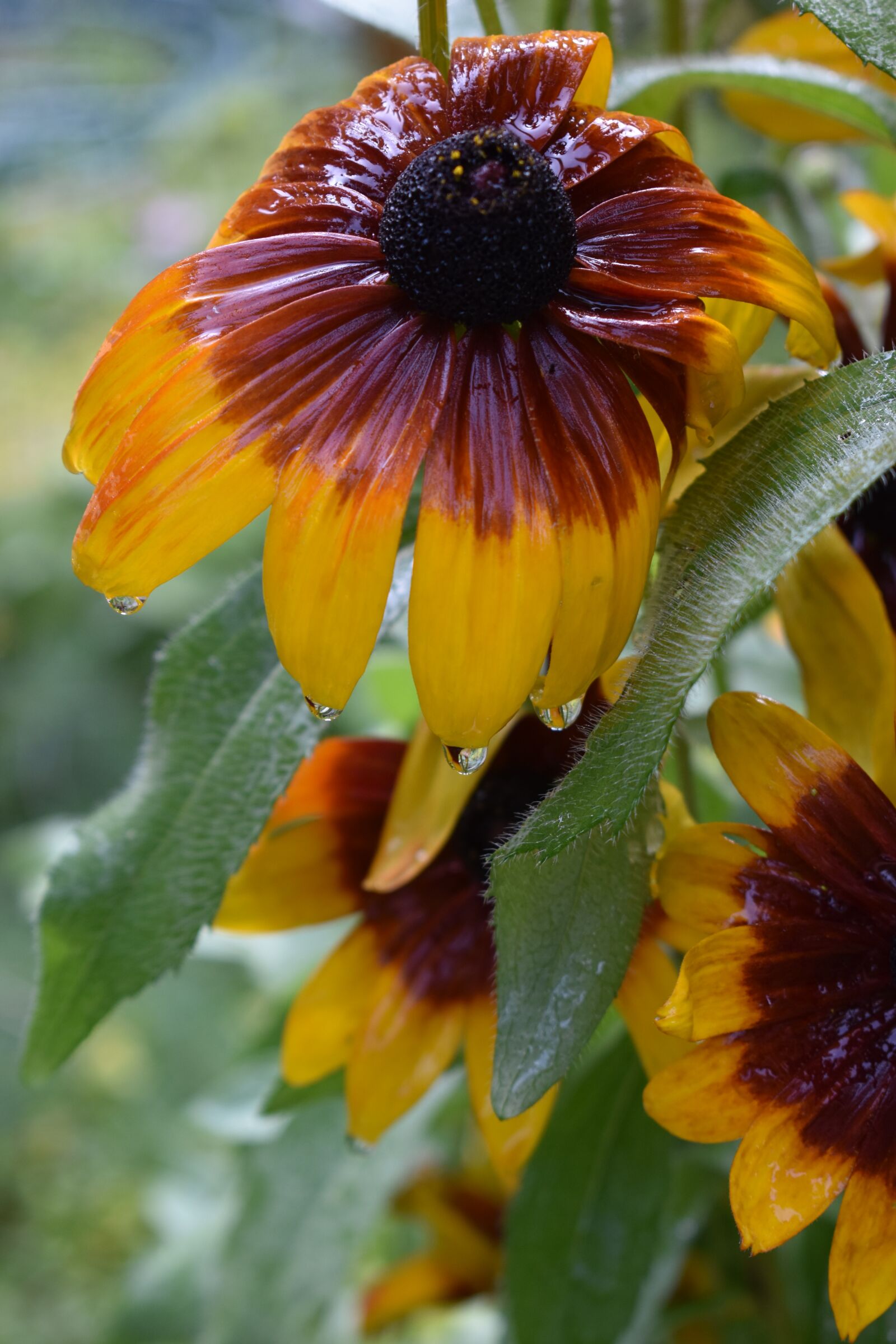 Nikon D3500 sample photo. Gloriosa daisy, wet, rain photography