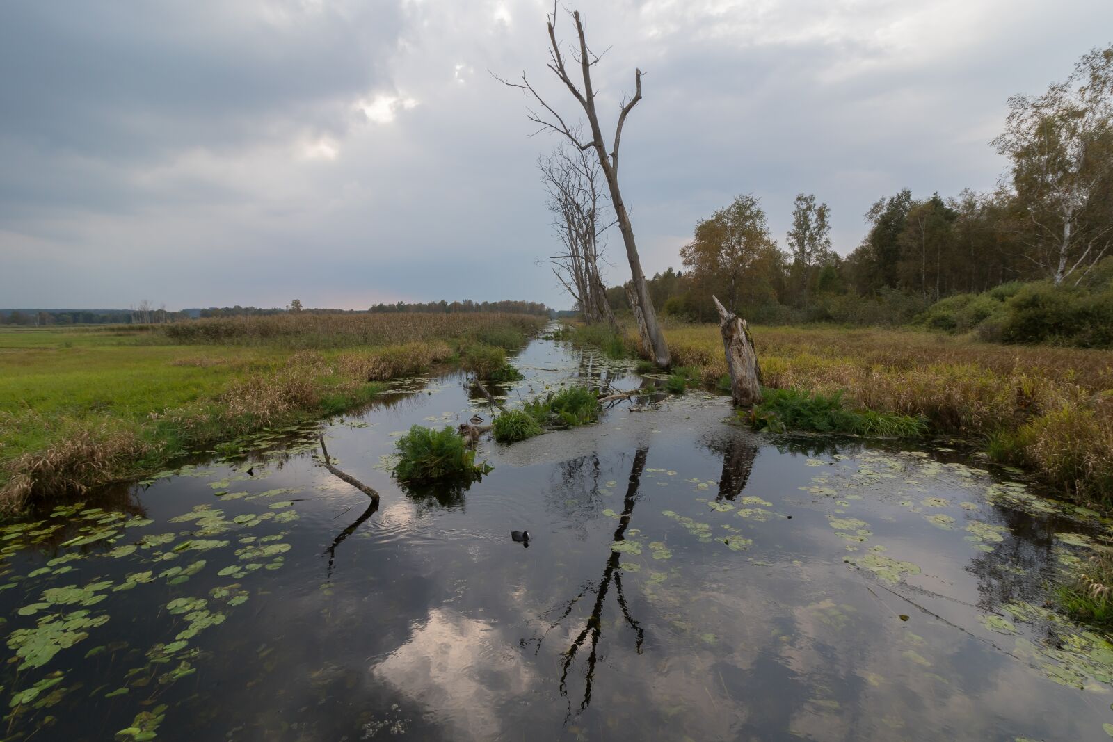 Canon EOS 7D Mark II + Canon EF-S 10-18mm F4.5–5.6 IS STM sample photo. Spring lake, water, swamp photography