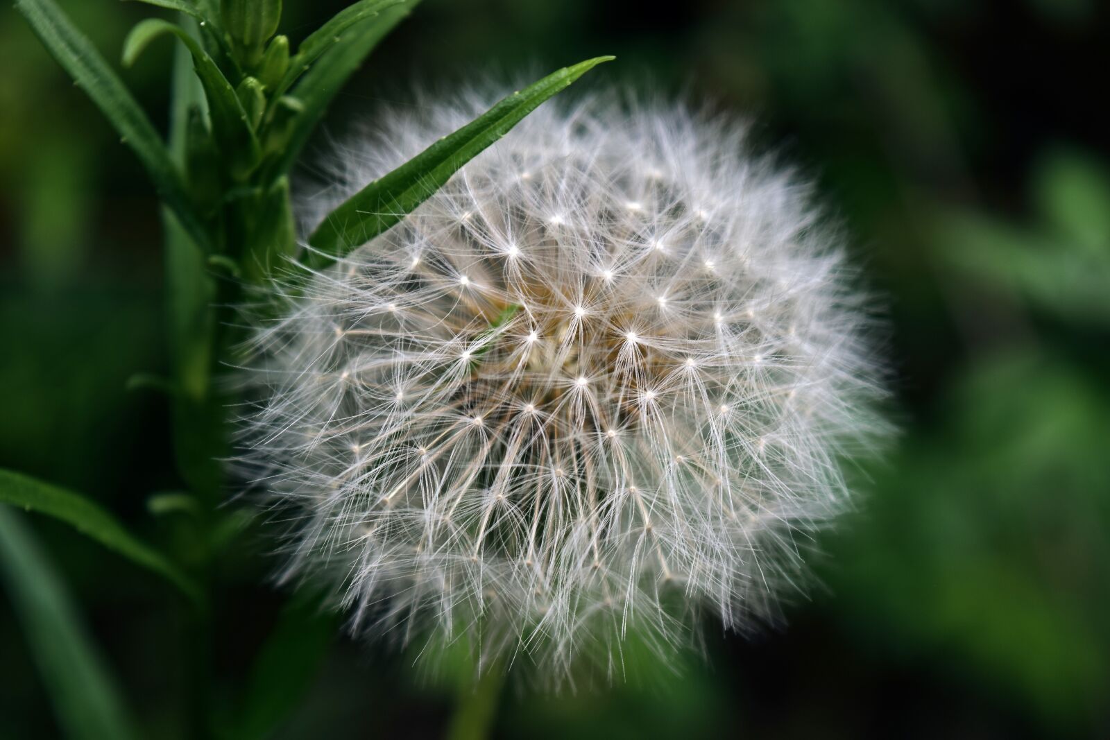 Nikon D3300 sample photo. Flower, dandelion, nature photography
