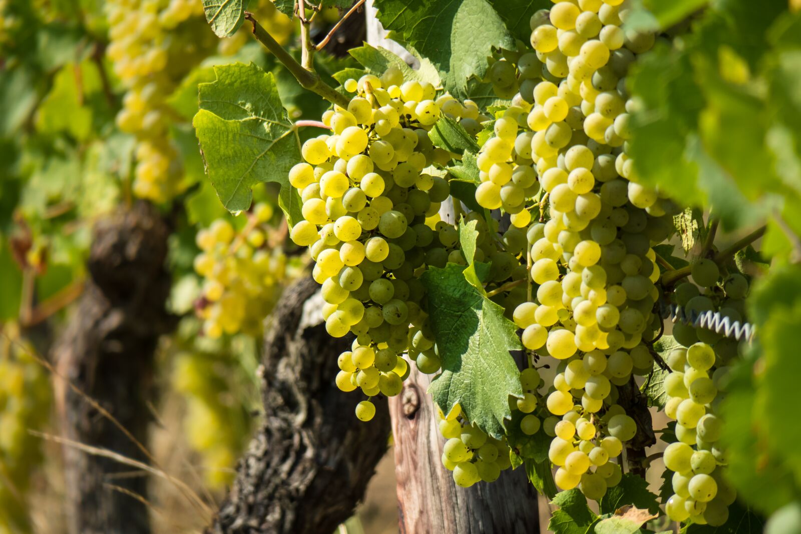 Canon PowerShot G3 X sample photo. Wine, vine, grape photography