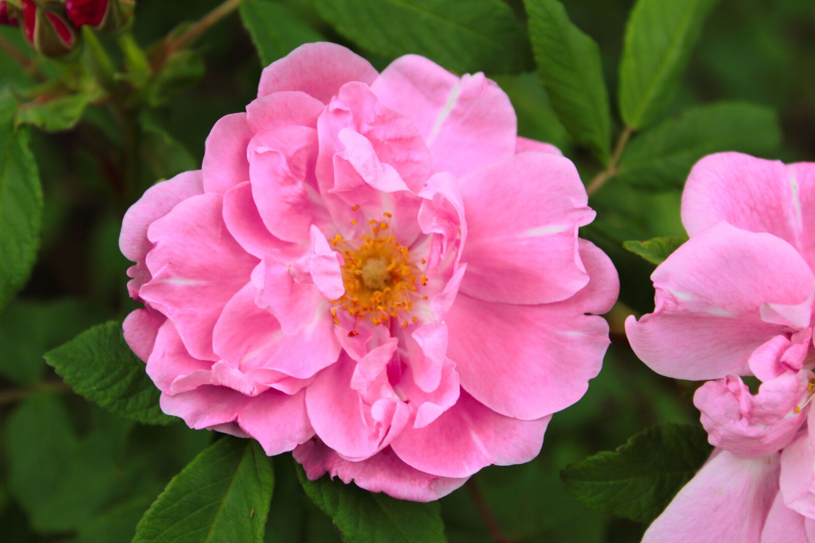 Canon EOS 1300D (EOS Rebel T6 / EOS Kiss X80) sample photo. Pink, flower, petal photography