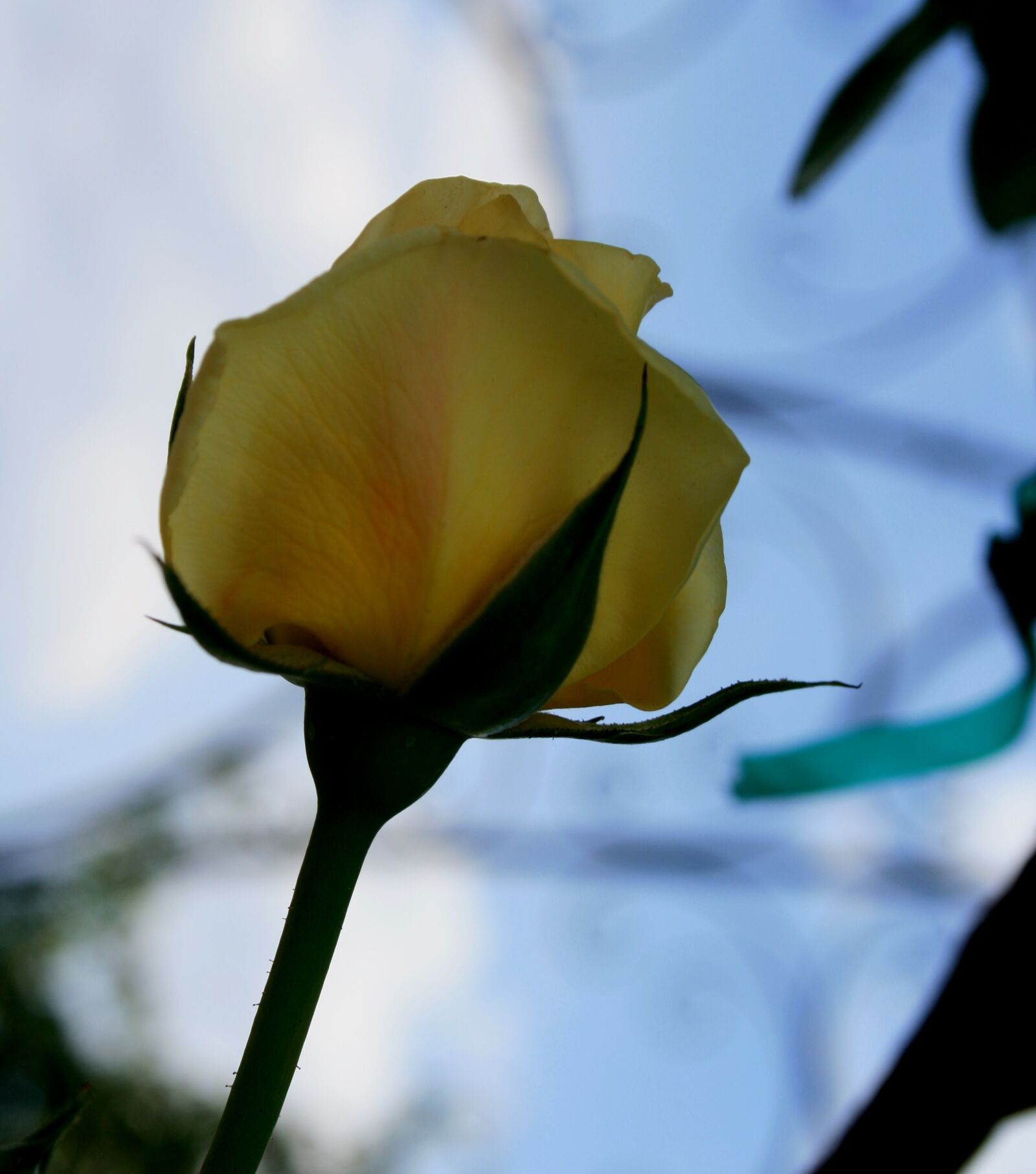 Canon EOS 400D (EOS Digital Rebel XTi / EOS Kiss Digital X) sample photo. Rose, bloom, bud photography