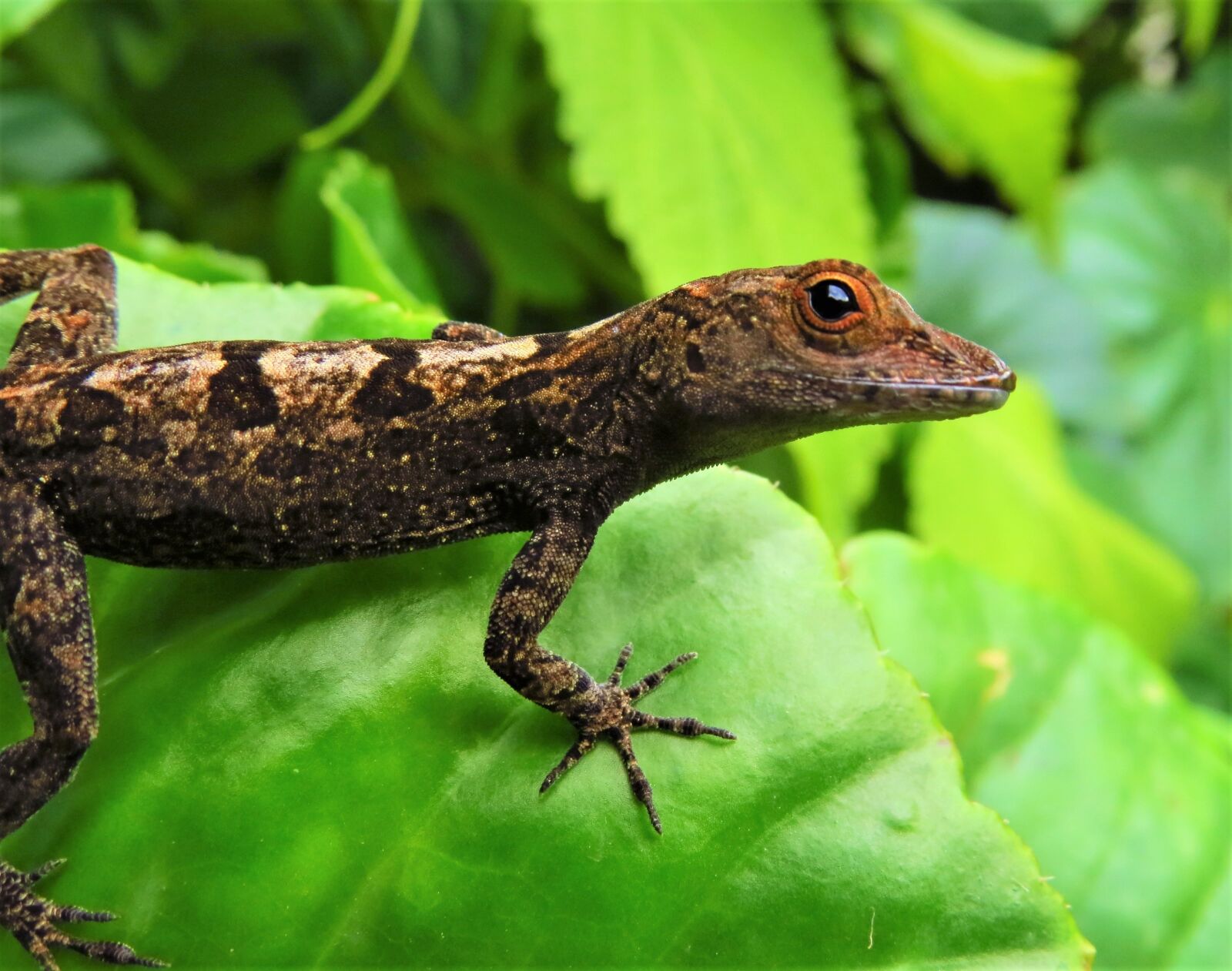 Canon PowerShot SX50 HS sample photo. Lizard, reptiles, wild animals photography