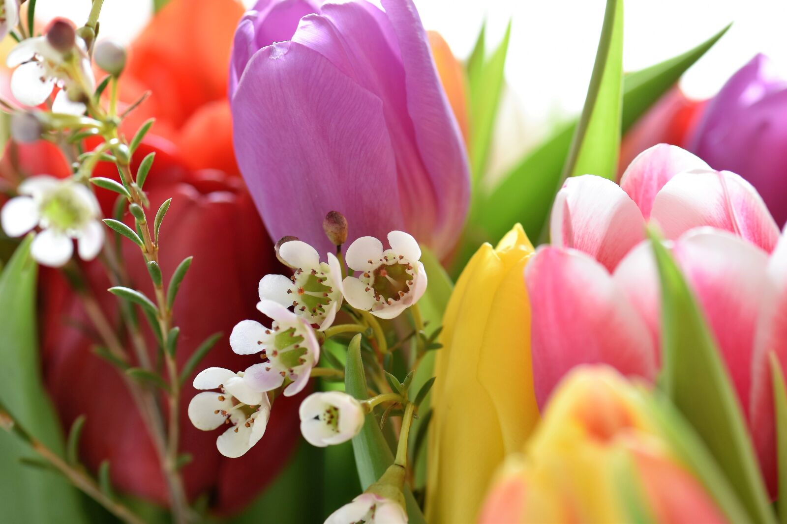Nikon D5500 sample photo. Tulips, strauss, flowers photography