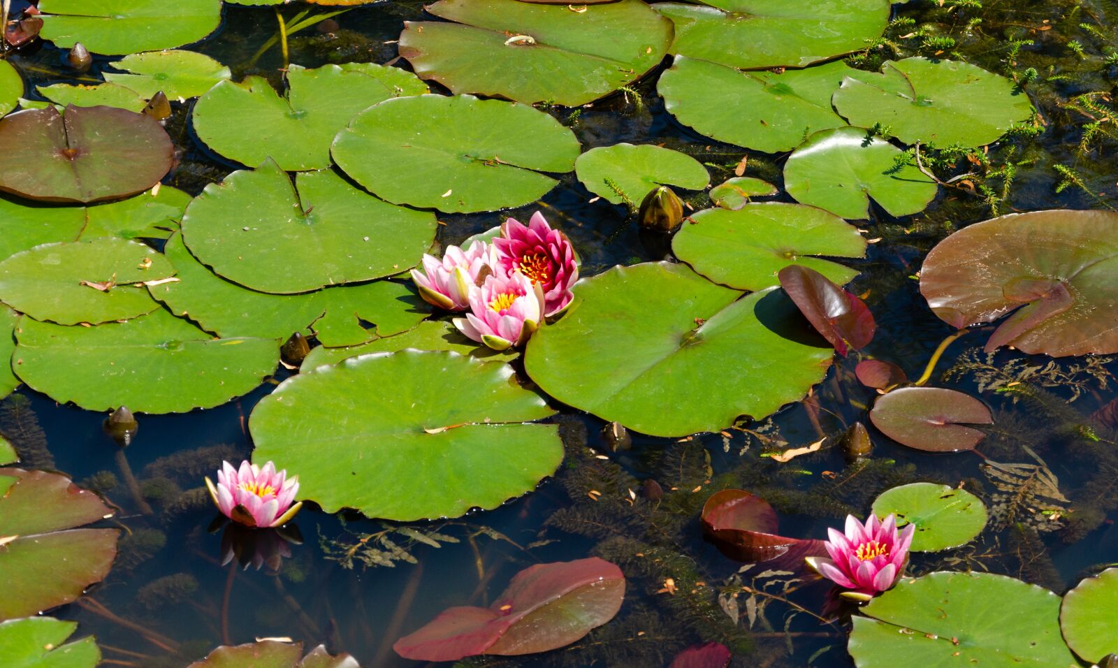 Nikon D5100 sample photo. Pond, lake, waters photography
