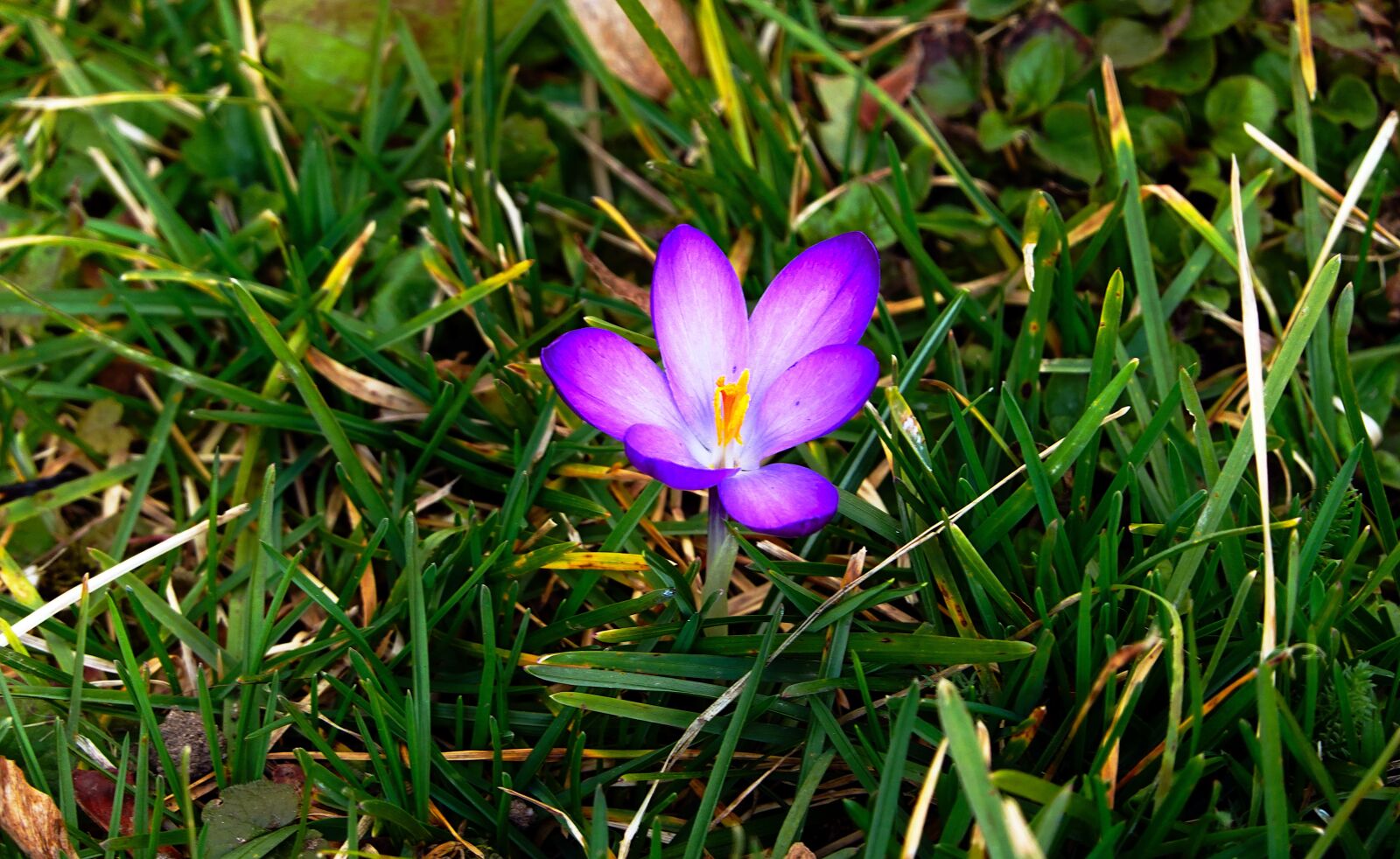 Sony Cyber-shot DSC-RX100 VI sample photo. The beginning of spring photography