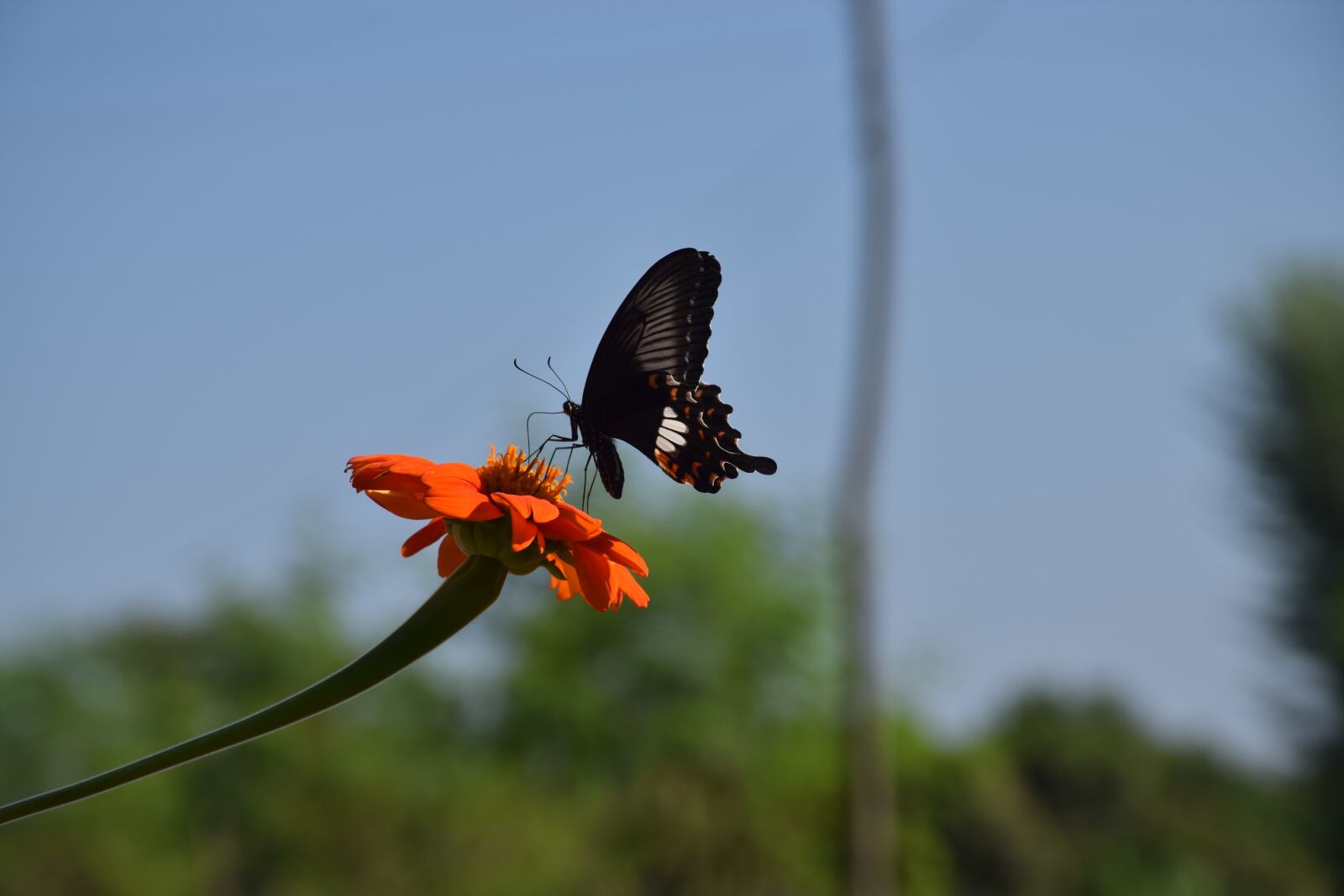 Nikon D5300 sample photo. Butterfly, flower, nature photography