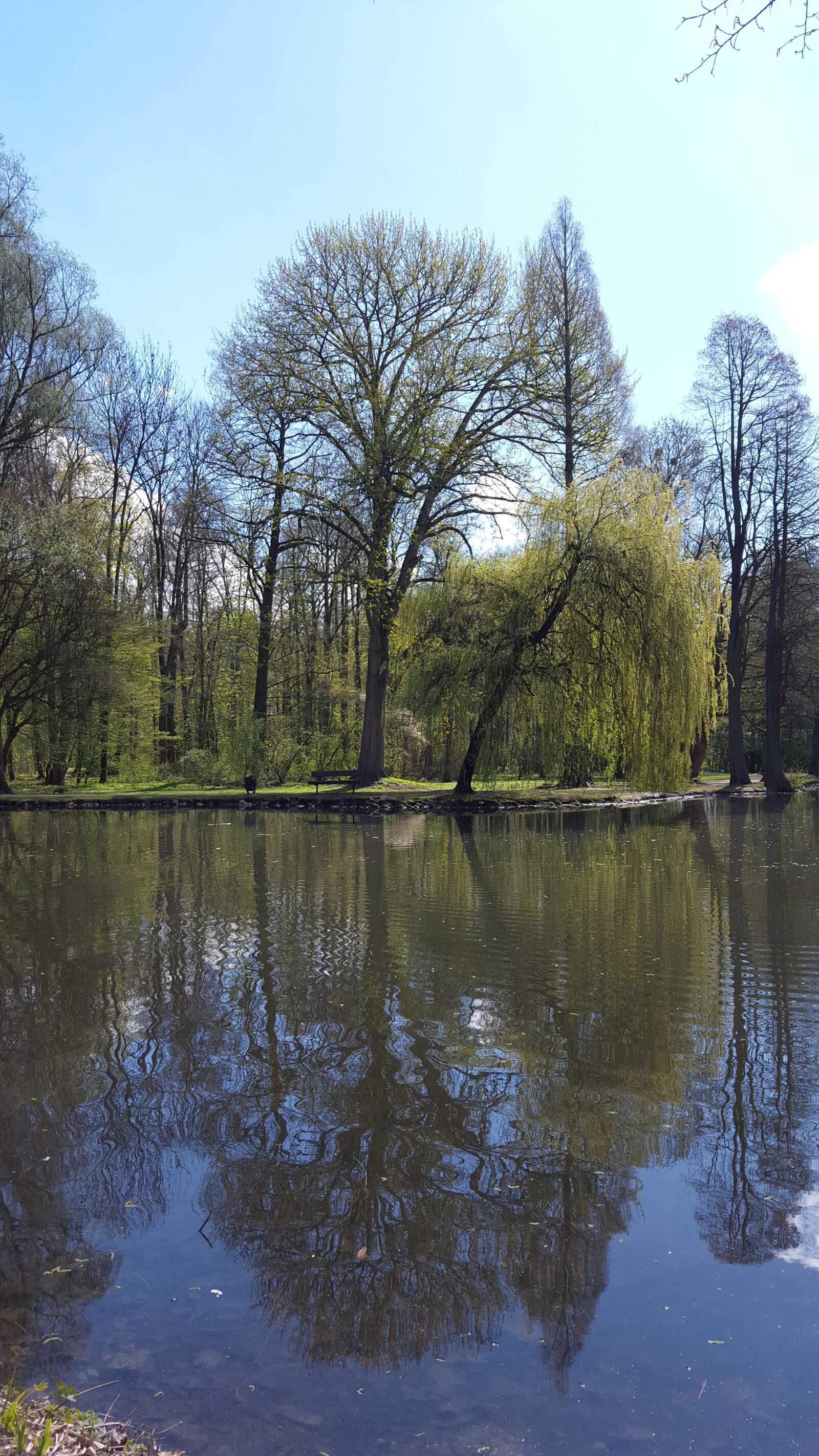 Samsung GALAXY S6 edge sample photo. Pond, water, plant photography