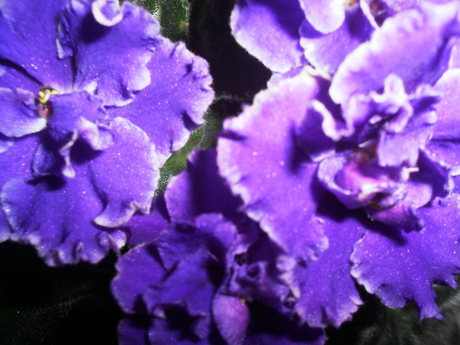 Samsung ES60 / VLUU ES60 /  SL105 /  ES63 sample photo. Blue, african violet, potted photography
