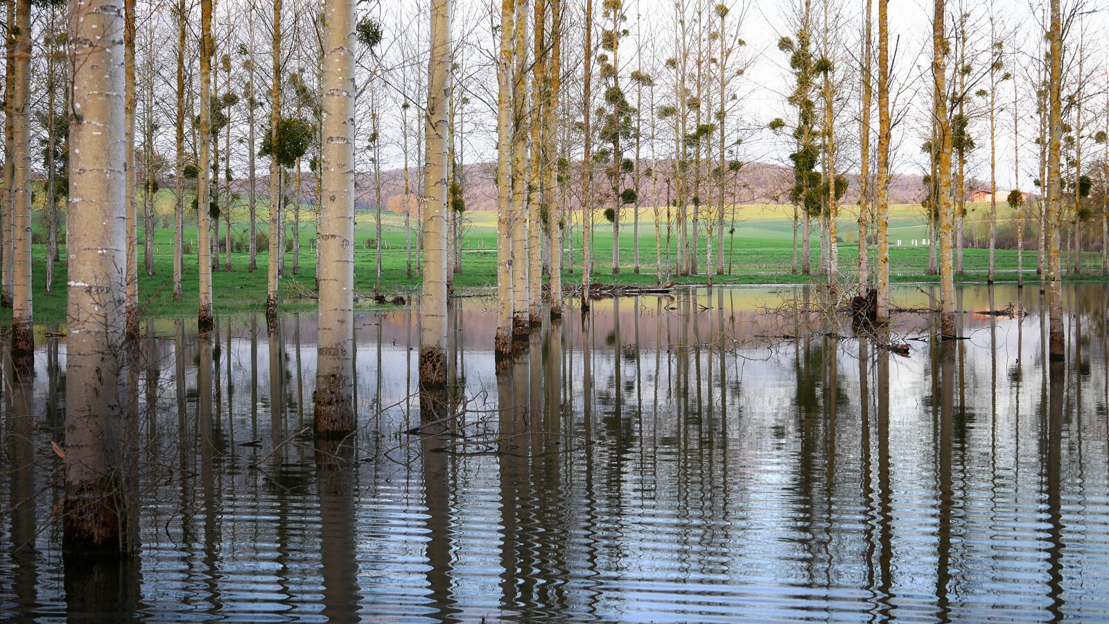 Panasonic Lumix DMC-GX85 (Lumix DMC-GX80 / Lumix DMC-GX7 Mark II) sample photo. Floods, poplars, reflections photography