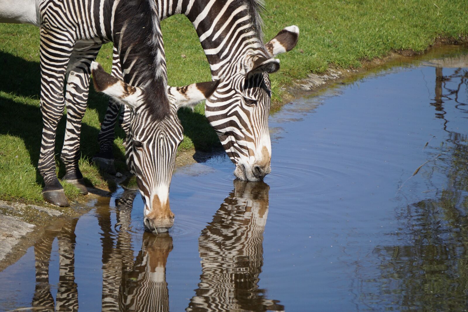 Sony a6000 sample photo. Zebras, zoo, water reflection photography