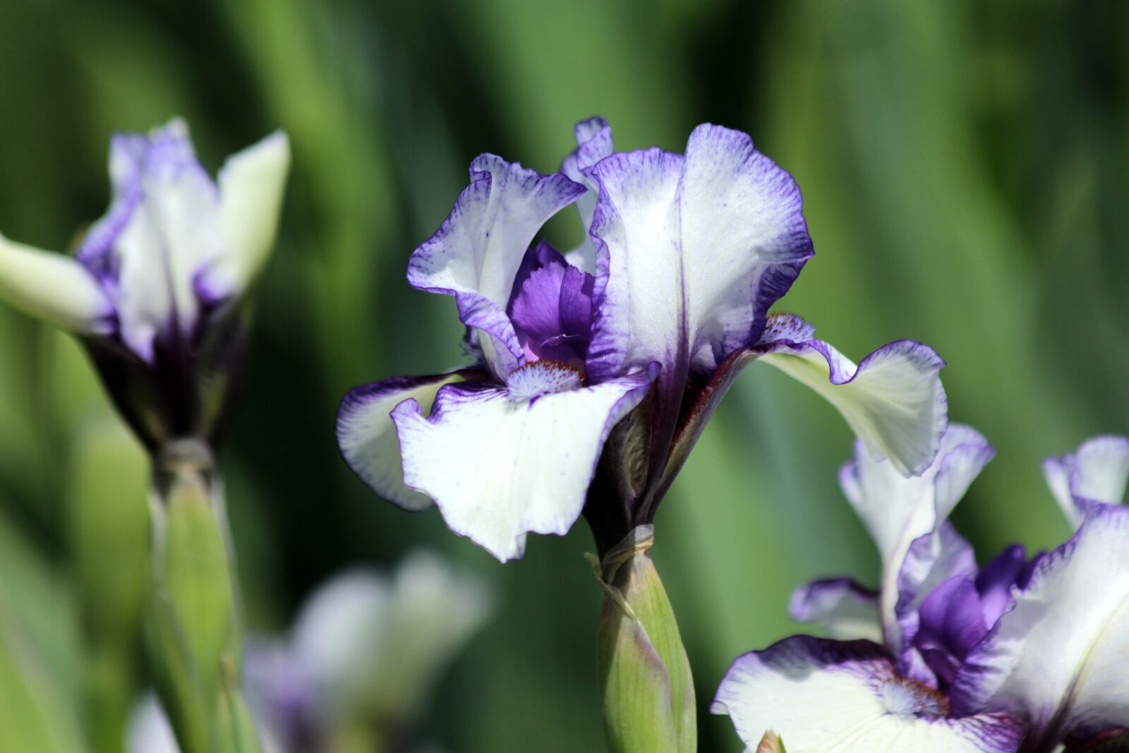 Canon EOS 650D (EOS Rebel T4i / EOS Kiss X6i) sample photo. Iris, flower, spring flowers photography