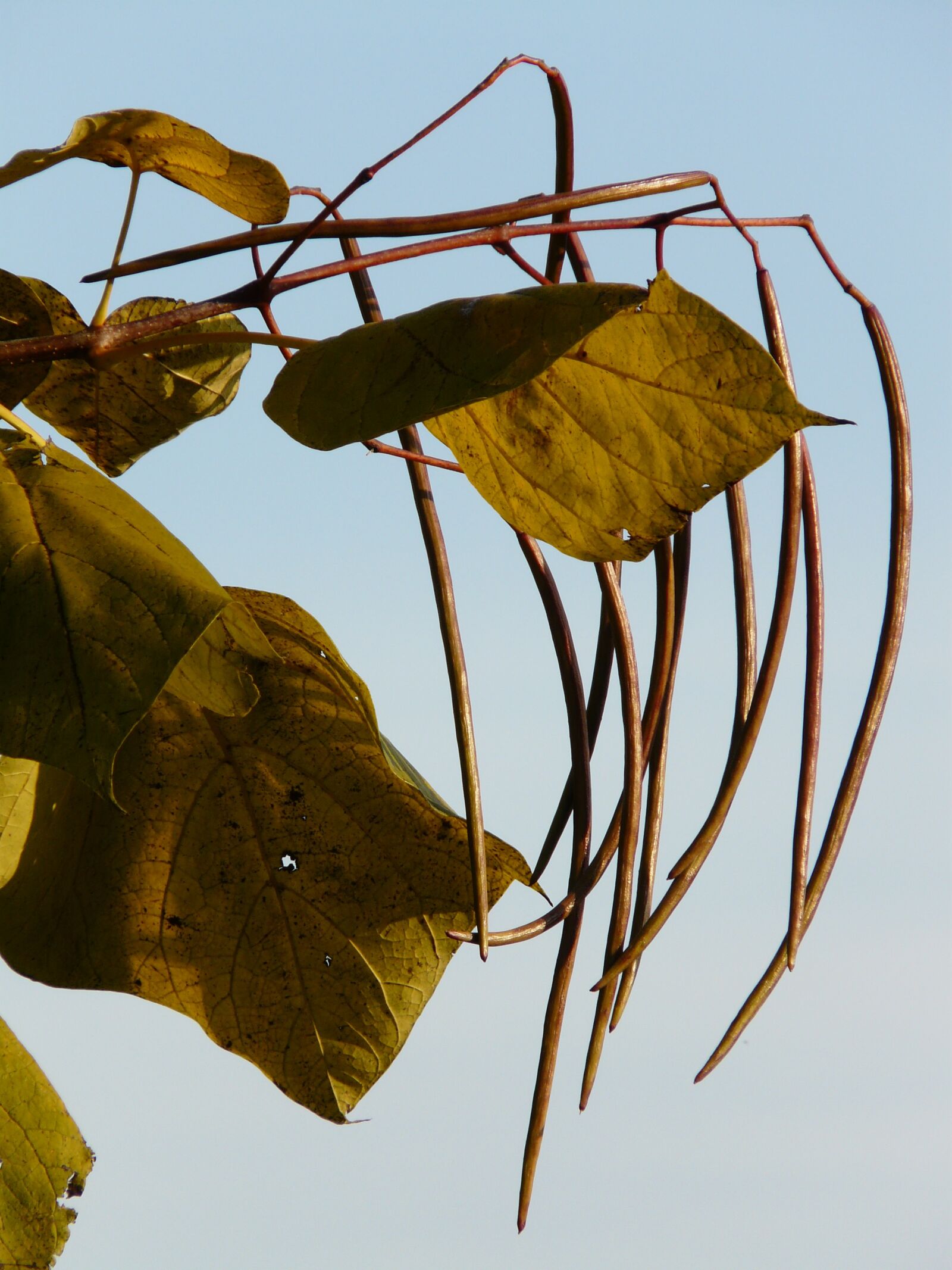 Panasonic DMC-FZ18 sample photo. Catalpa, pods, light green photography