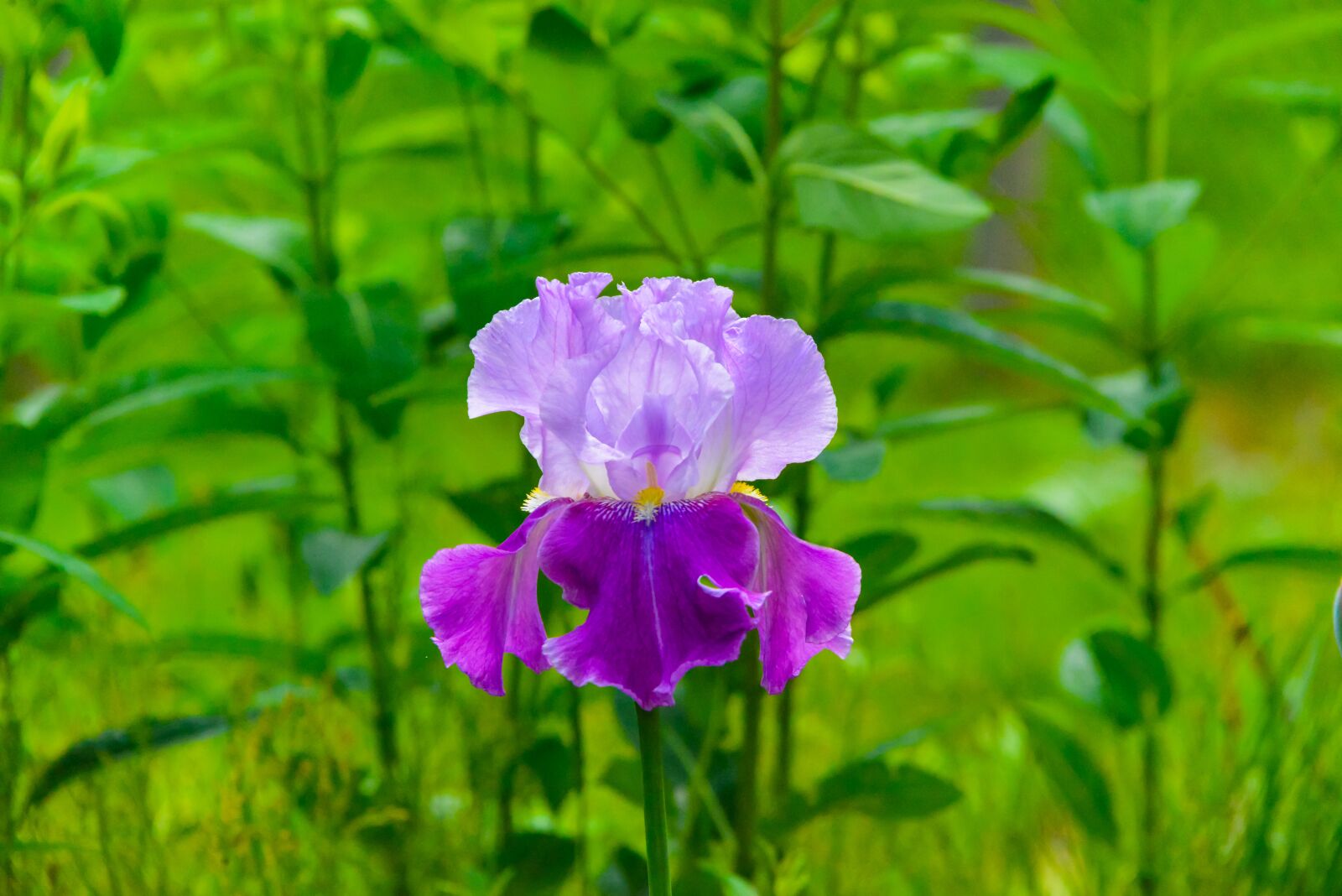 Nikon D800 sample photo. Iris, iris flower, purple photography