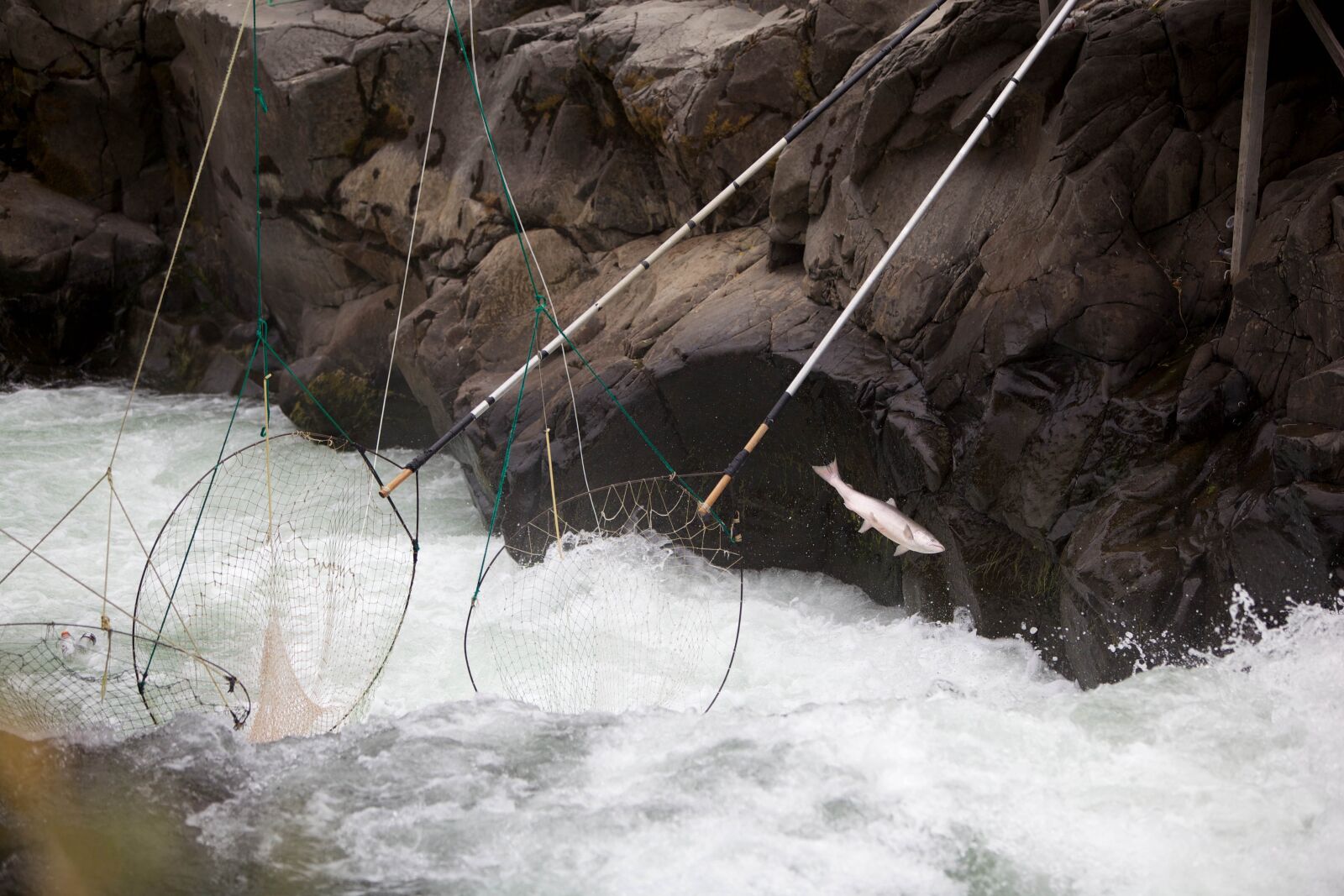 Canon EOS 5D Mark II sample photo. Fish, escapes, traditional, dip photography