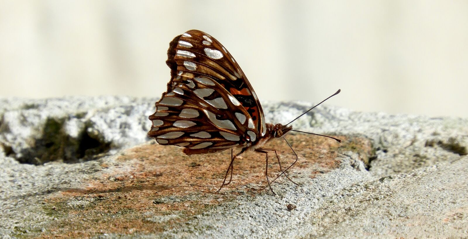 Nikon Coolpix B700 sample photo. Nature, insect, butterfly photography