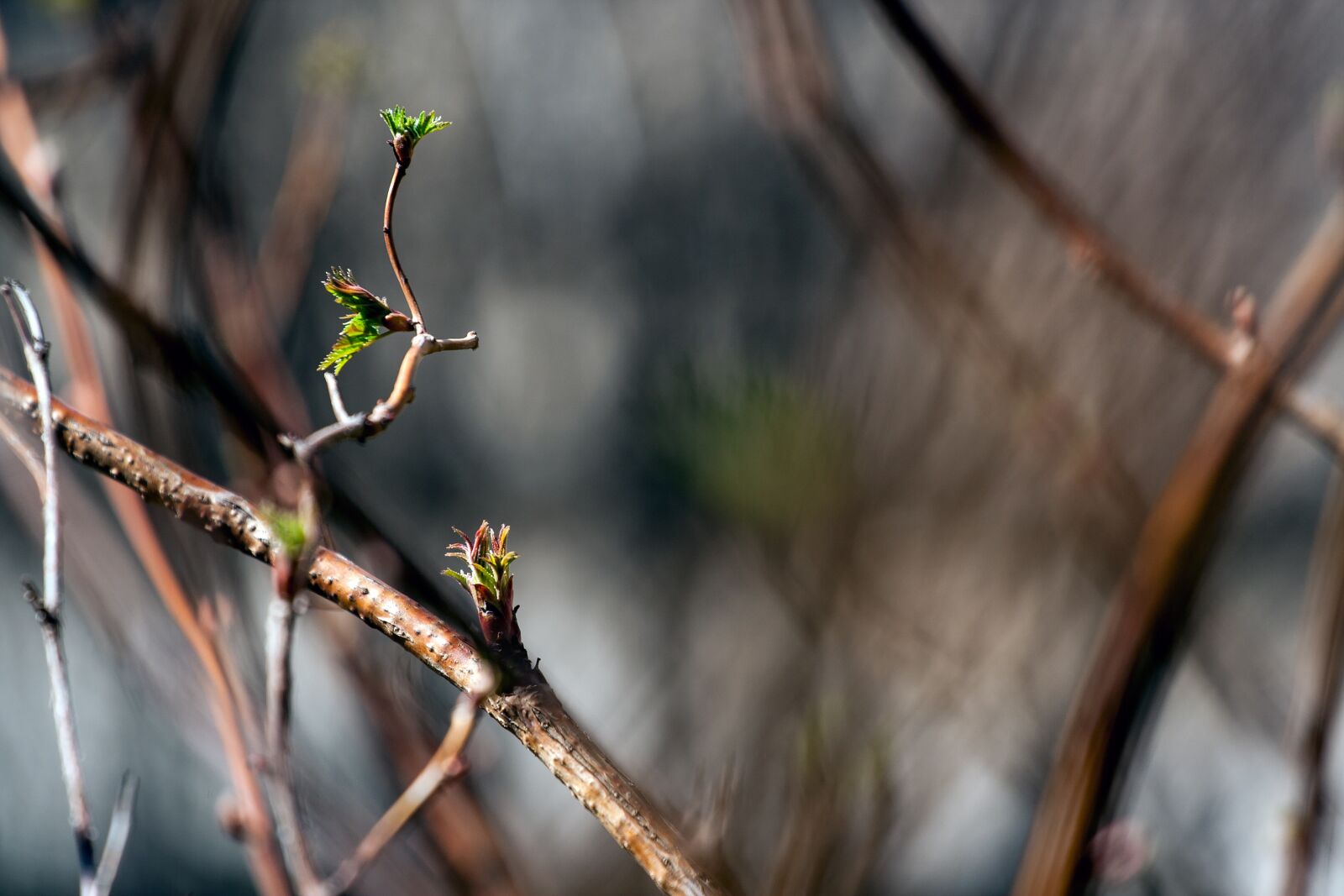 Canon EOS 350D (EOS Digital Rebel XT / EOS Kiss Digital N) sample photo. Nature, branch, branches photography