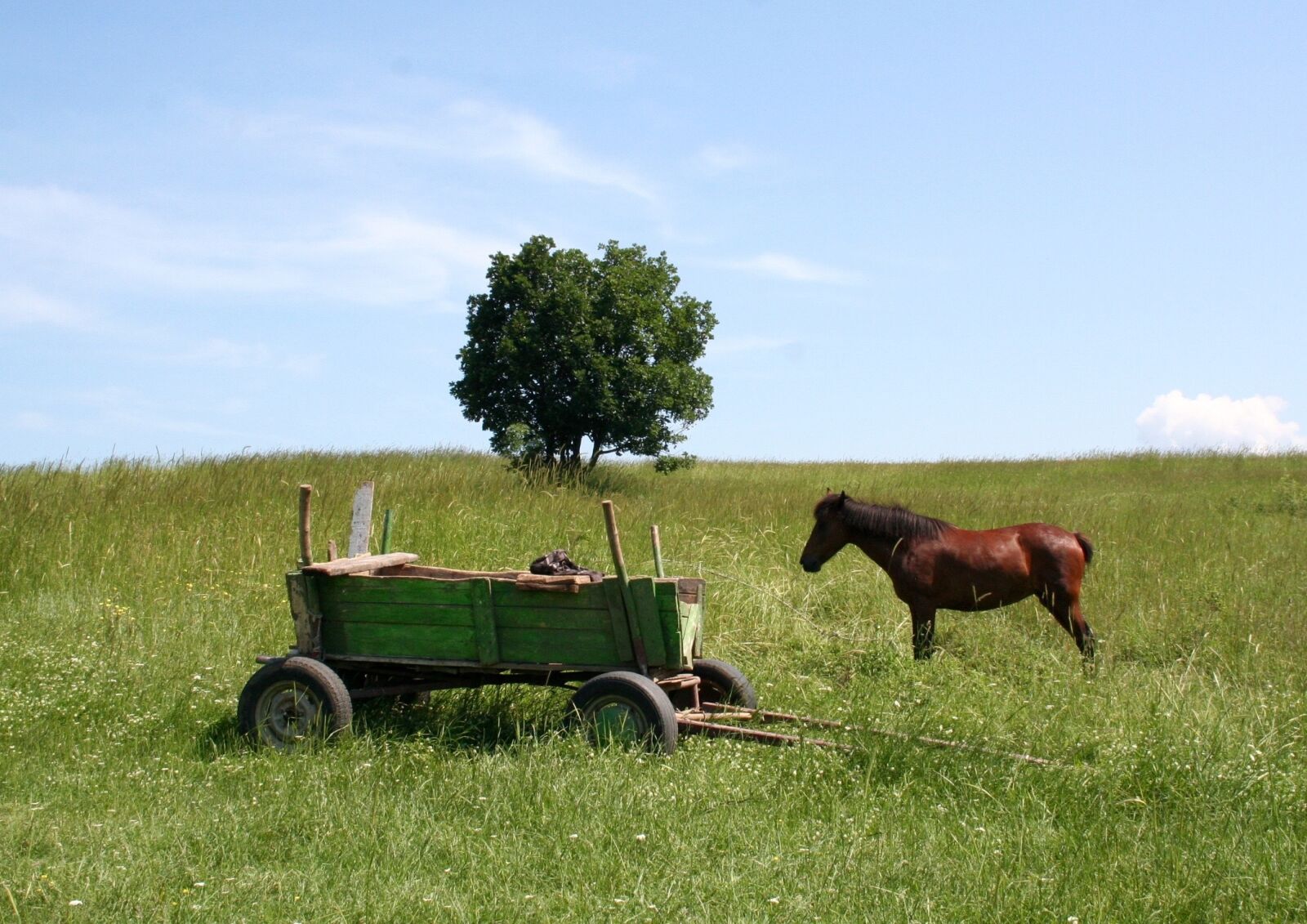 Canon EOS 350D (EOS Digital Rebel XT / EOS Kiss Digital N) sample photo. Cart, horse cart, in photography