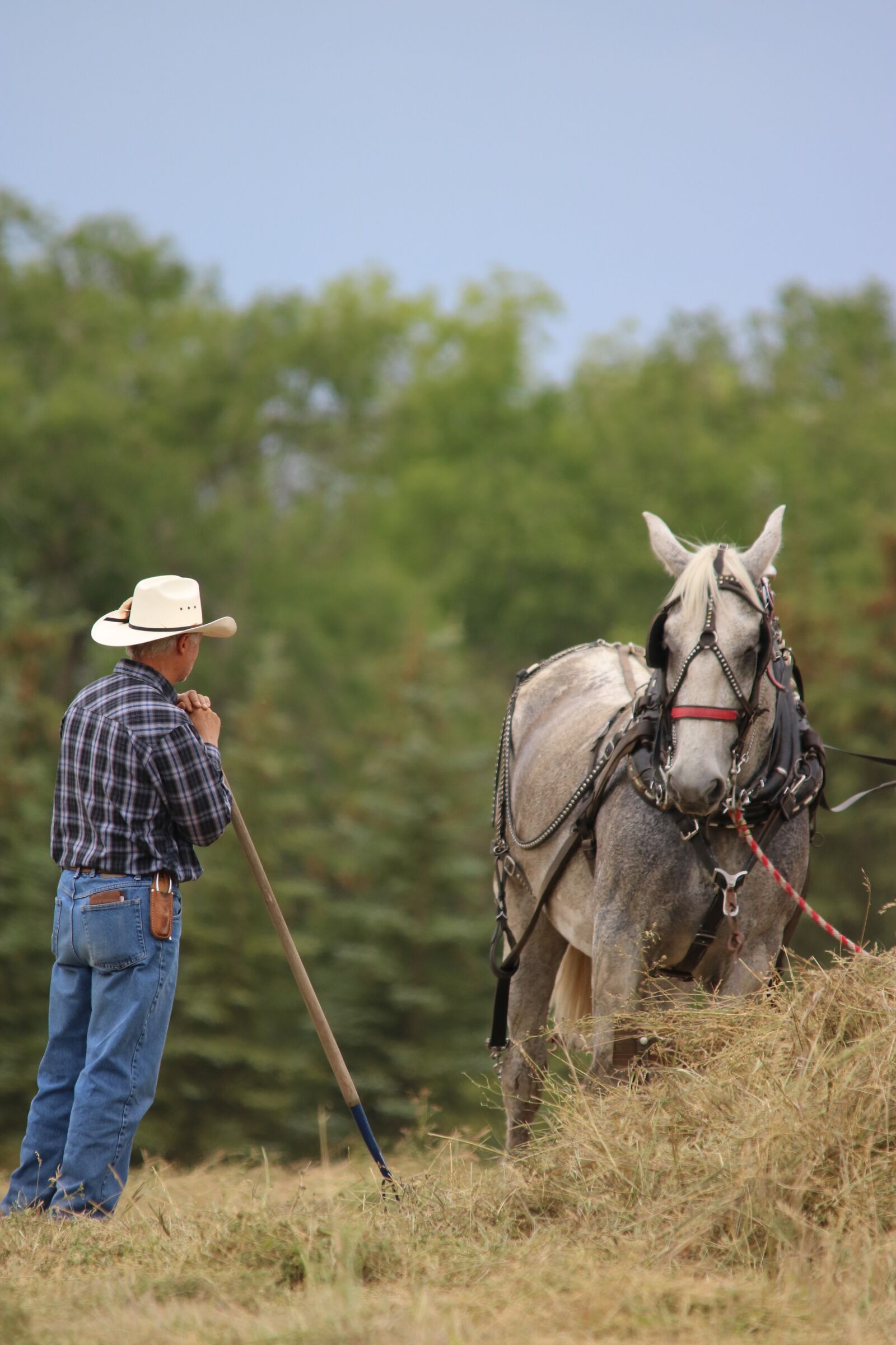 Canon EOS 750D (EOS Rebel T6i / EOS Kiss X8i) sample photo. Horses, cowboy, farmer photography