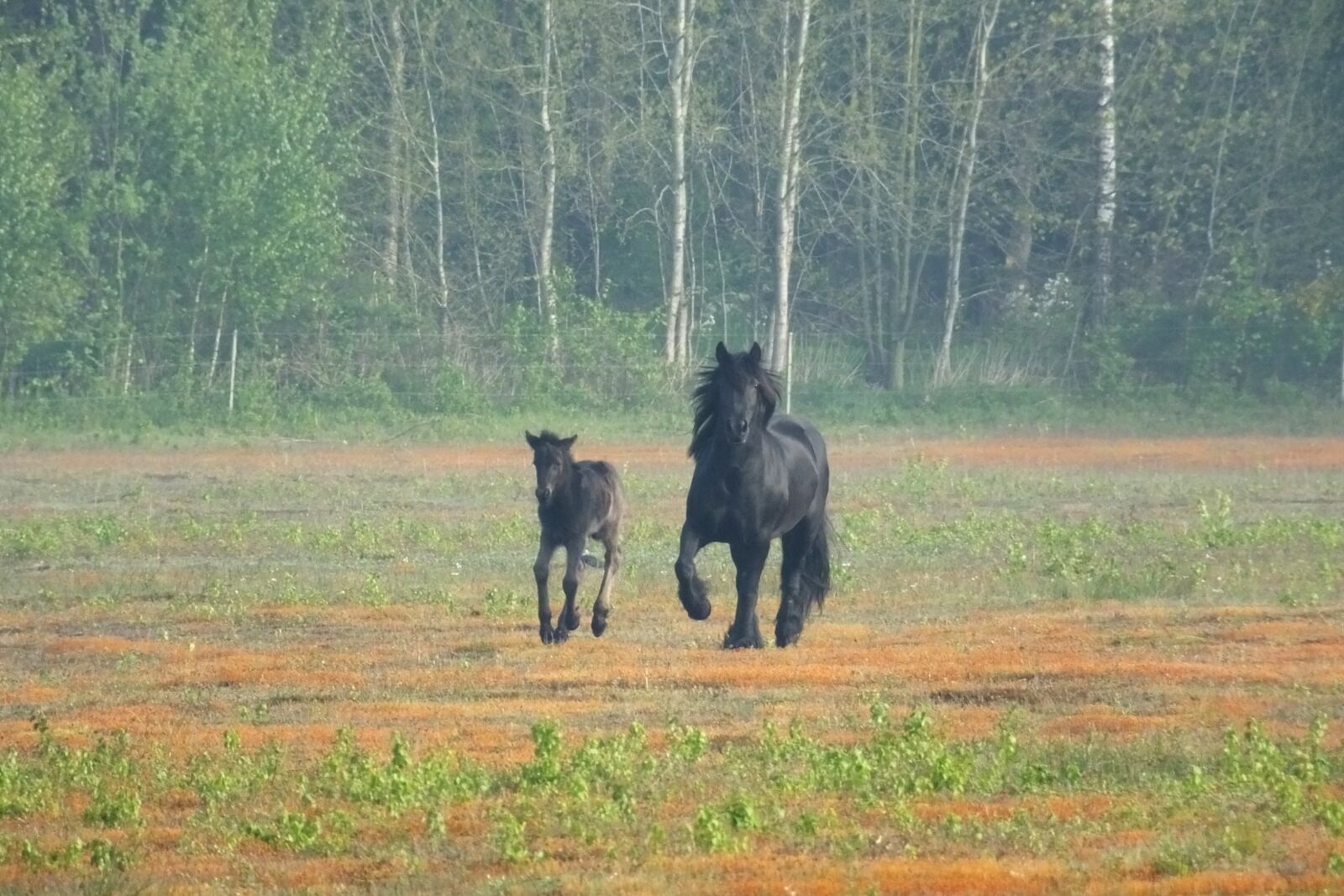 Fujifilm FinePix HS50 EXR sample photo. Fell pony, pony, foal photography