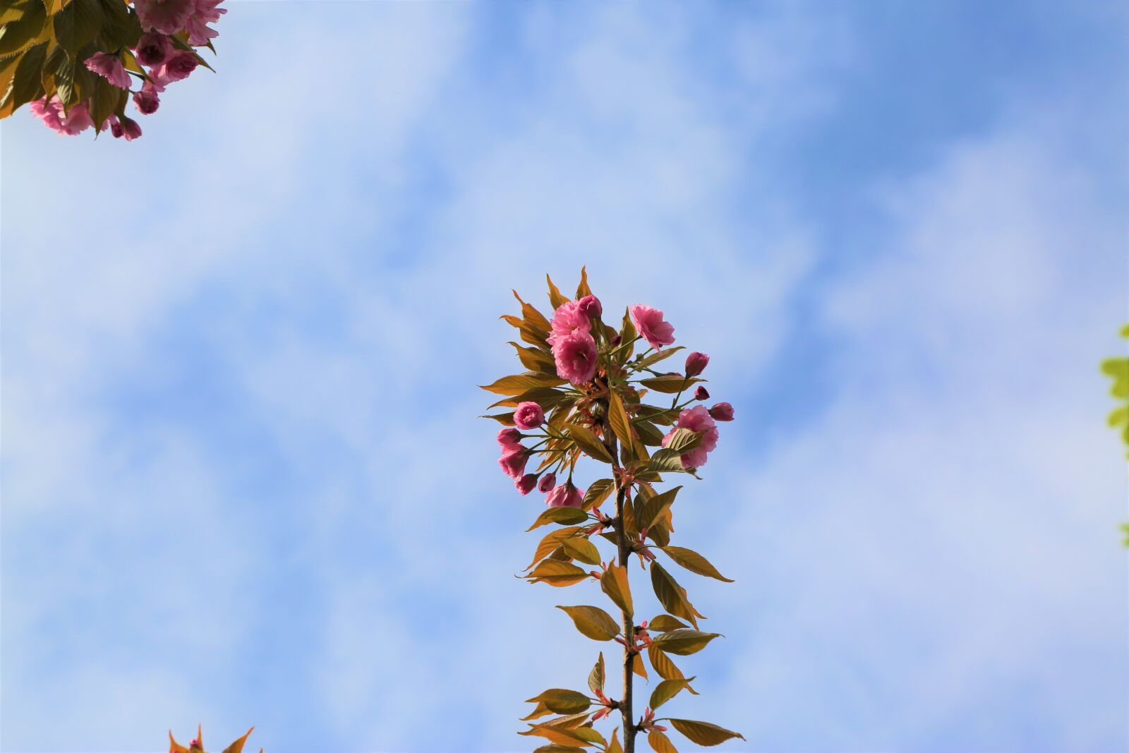 Canon EF 24-105mm F4L IS USM sample photo. Tree, nature, flower photography