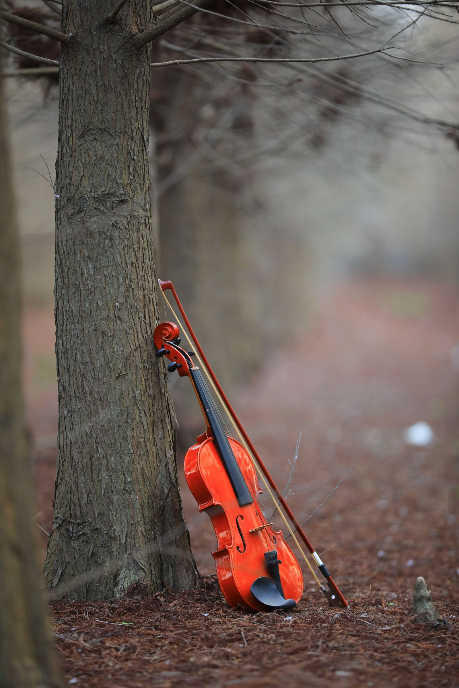 Canon EOS 5D Mark IV sample photo. Violin, musical instruments, taxodium photography