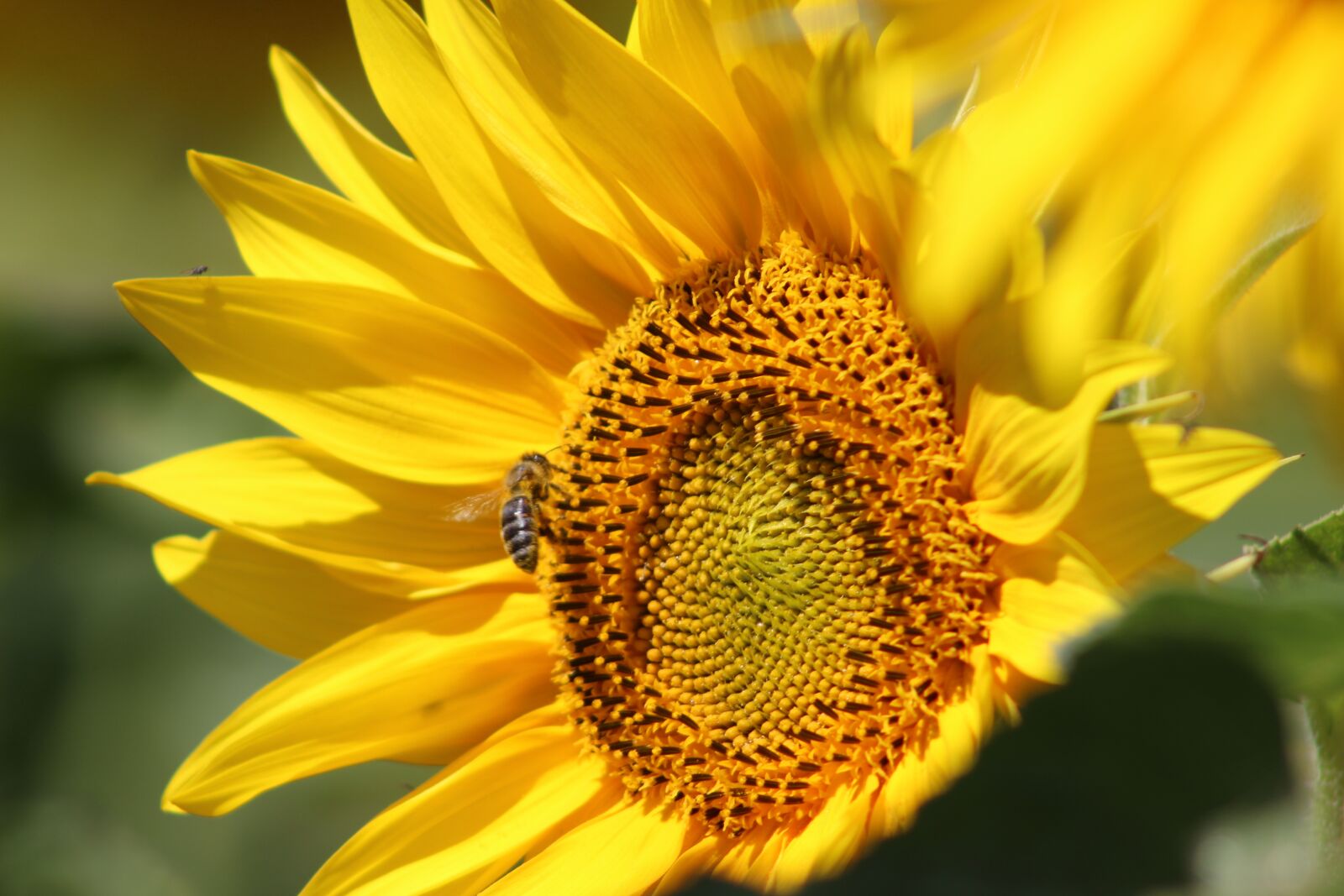 Canon EOS 100D (EOS Rebel SL1 / EOS Kiss X7) sample photo. Sunflower, yellow, bee photography