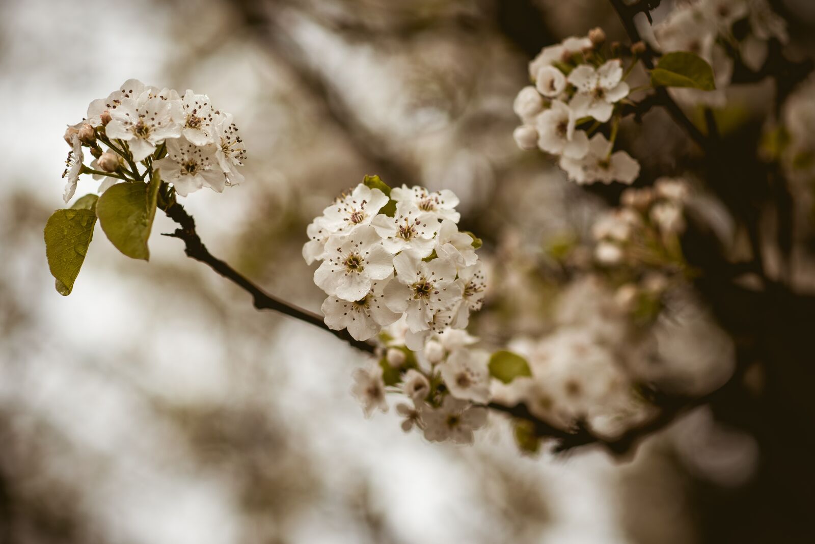 Nikon D750 sample photo. Flower, flora, nature photography