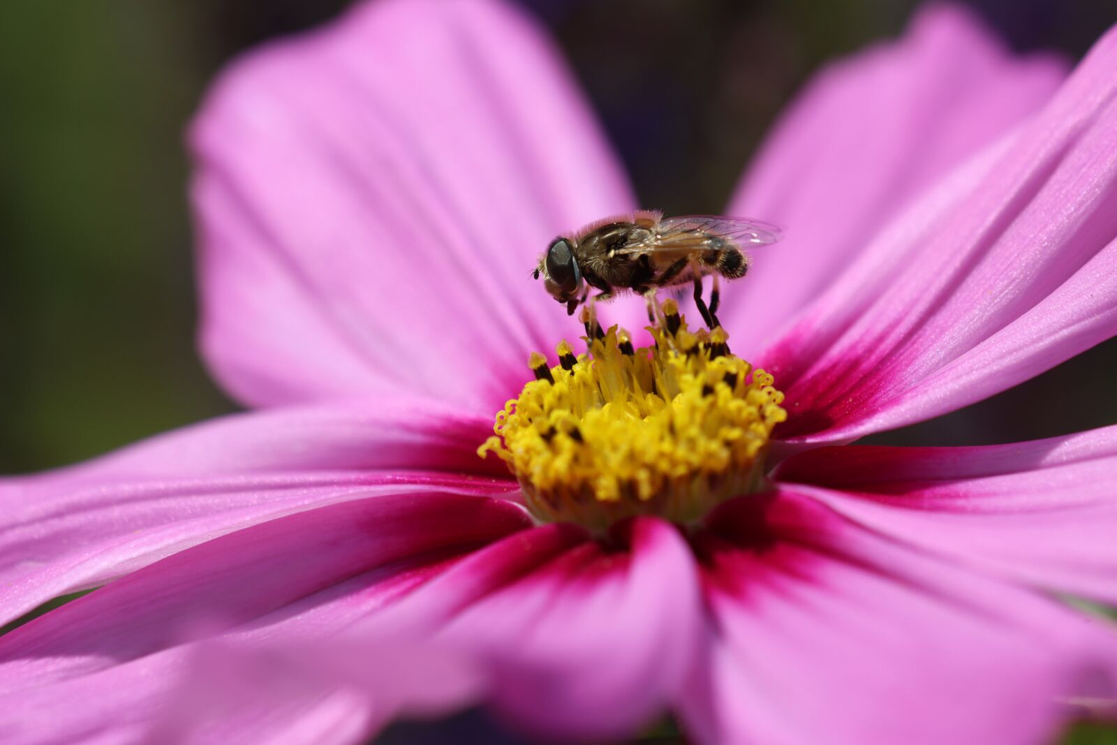 Canon EOS 90D sample photo. Hover fly, insect, butterfly photography