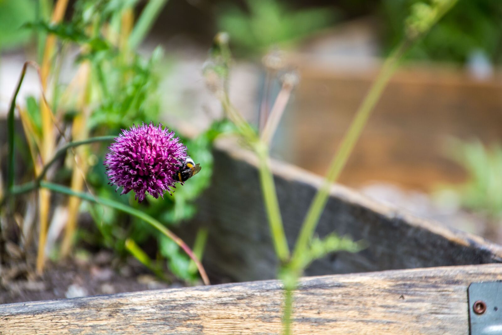 Nikon D5200 sample photo. Flower, hummel, insect photography