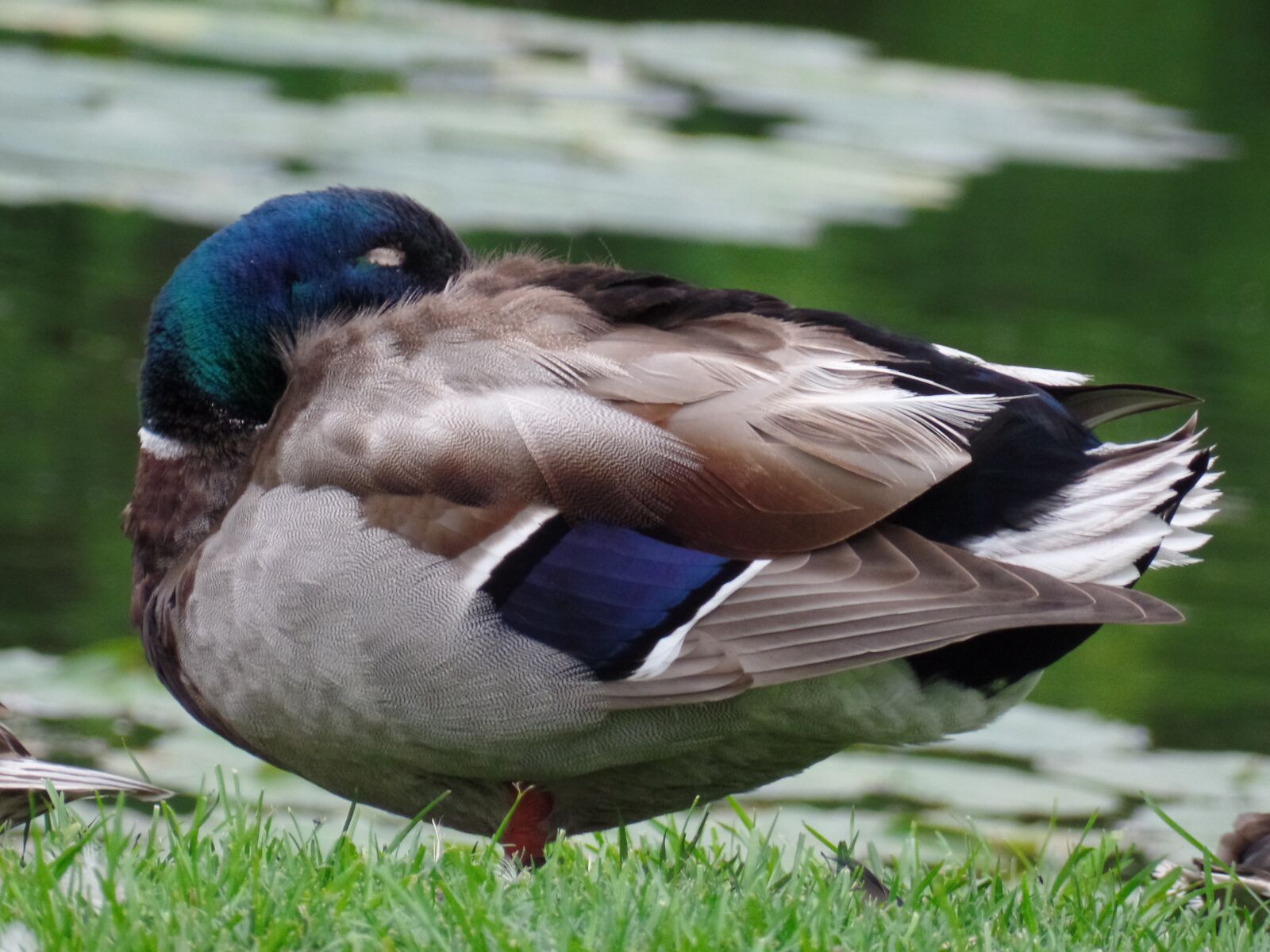 Samsung WB350F/WB351F/WB352F sample photo. Wild duck, mallard, animals photography
