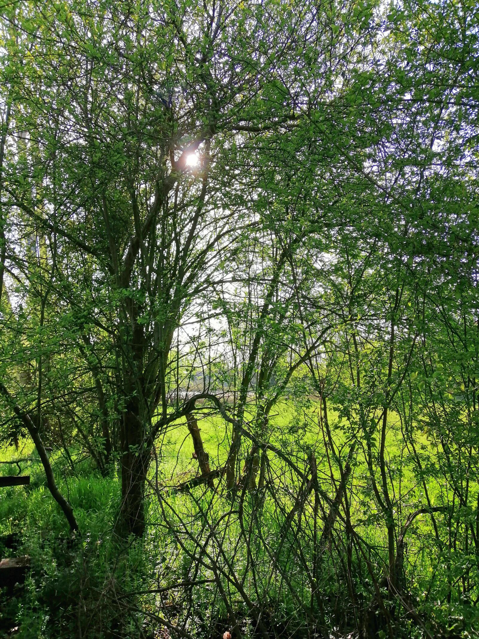 HUAWEI SNE-LX1 sample photo. Tree, solar, greens photography