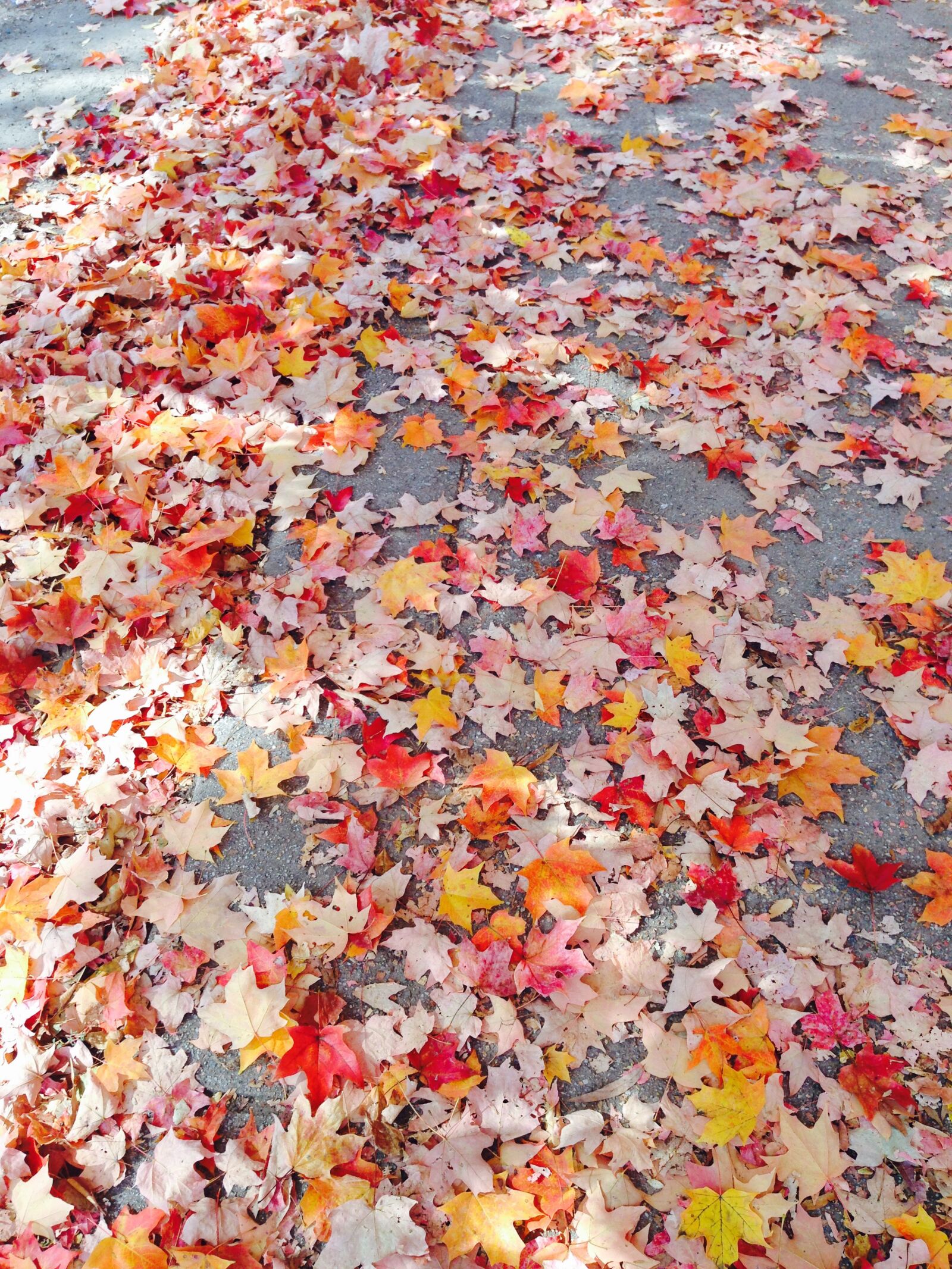 Apple iPhone 5 sample photo. Fall, leaves, autumn photography
