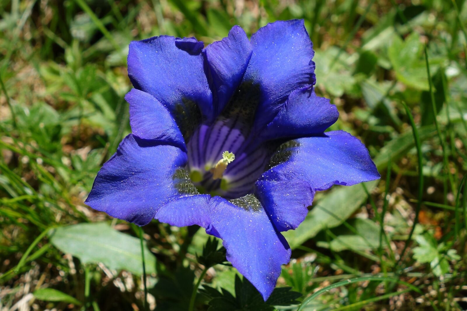 Sony Cyber-shot DSC-RX100 II sample photo. Gentian, blue, alpine flower photography