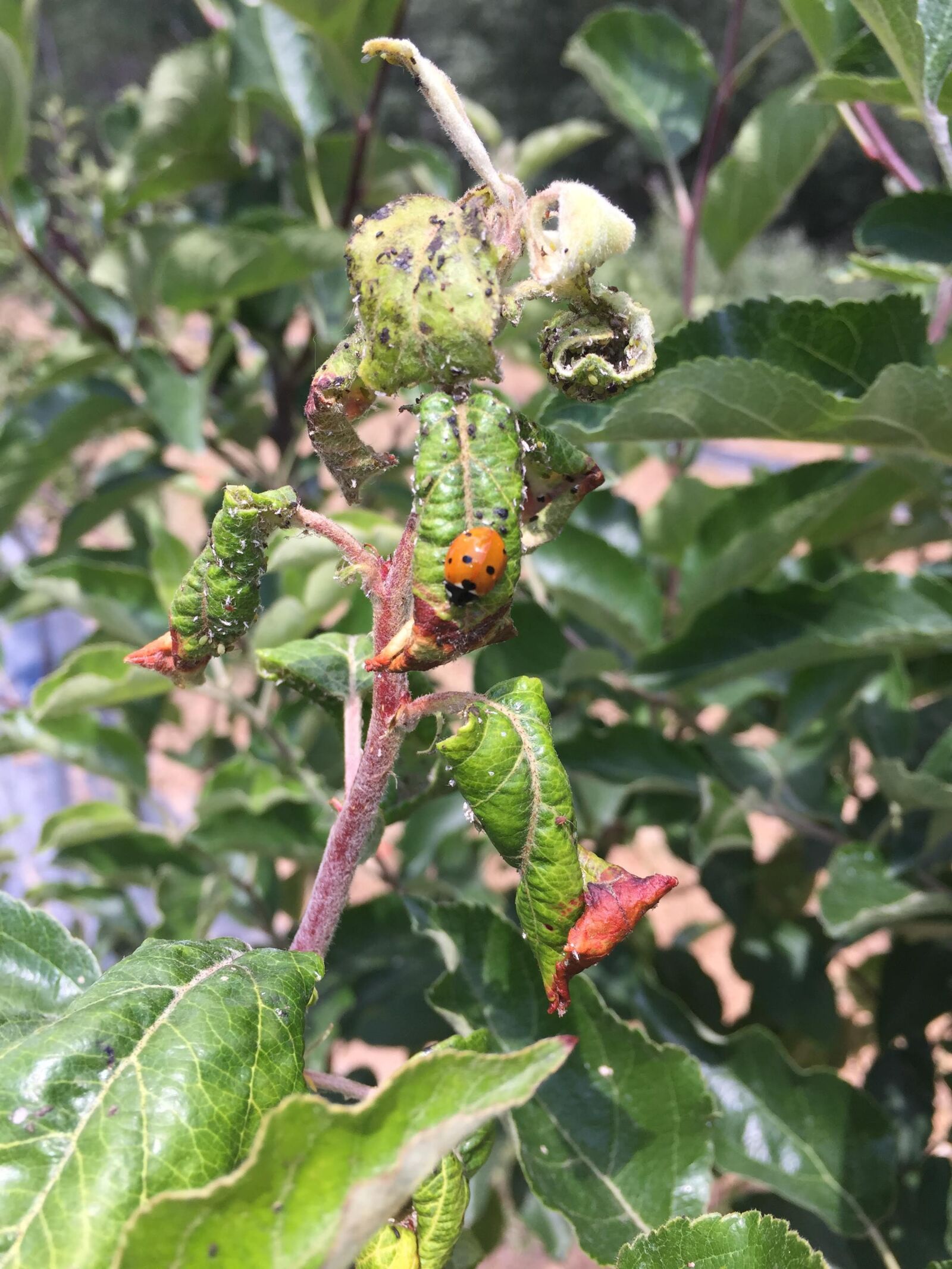 Apple iPhone 6 sample photo. Ladybug, aphid, manzano photography
