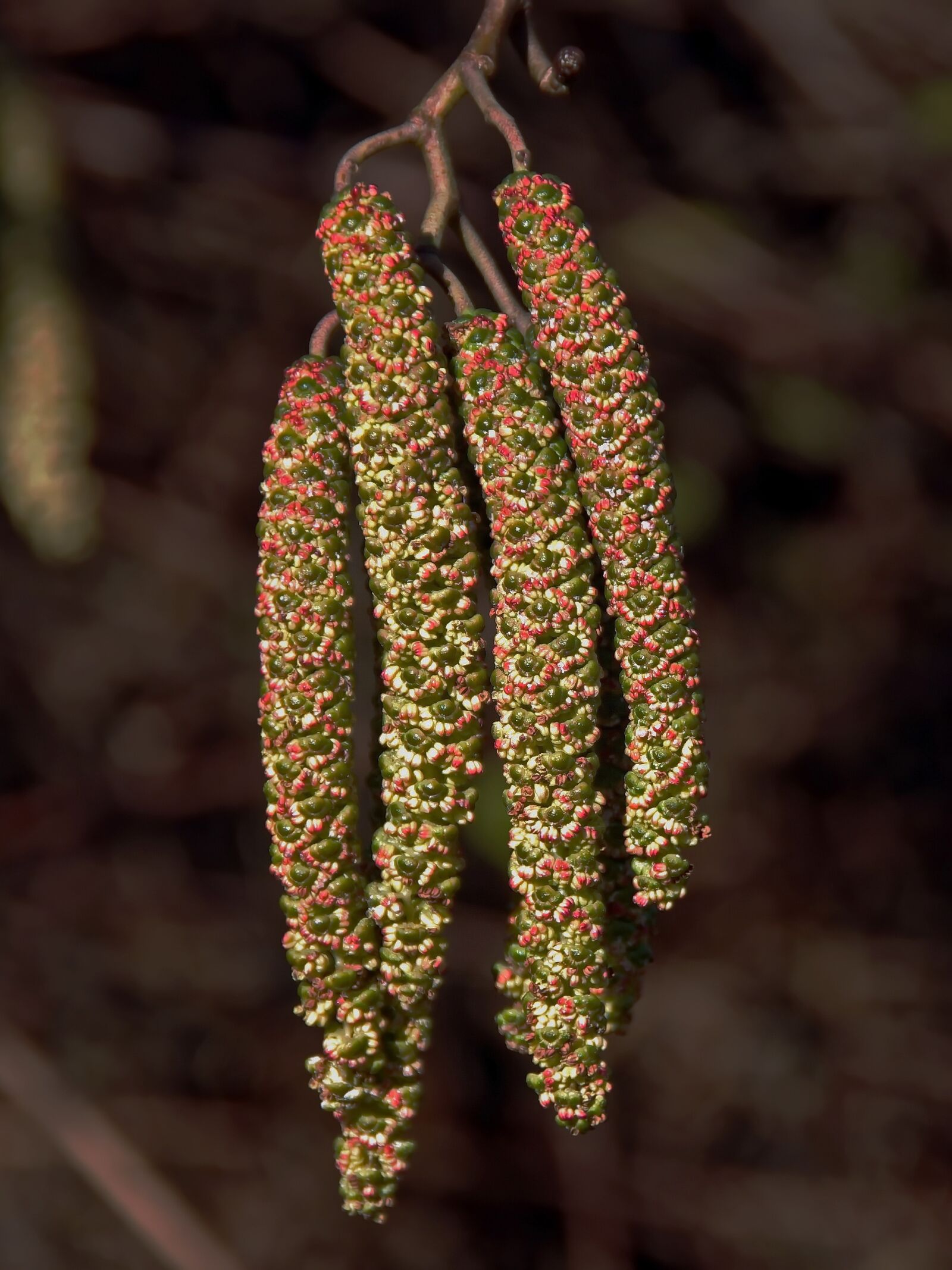 Pentax K-5 sample photo. Kittens, alder, spring photography