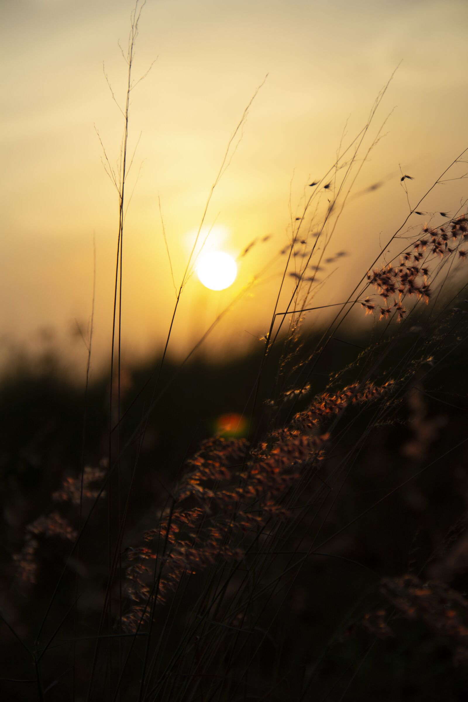 Canon EOS 60D sample photo. Sunset, pm, forest photography