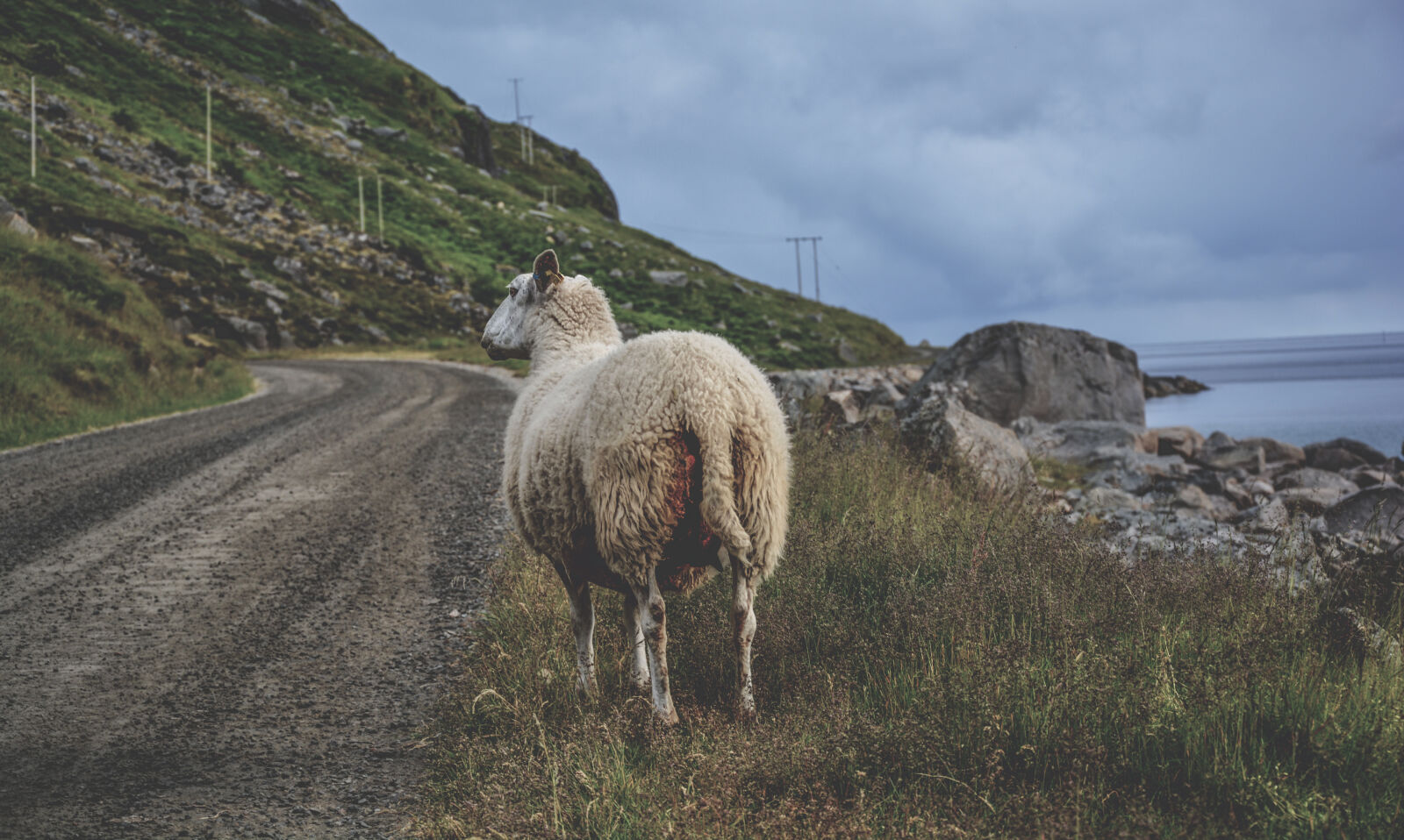Nikon D5200 sample photo. White, sheep, standing, on photography