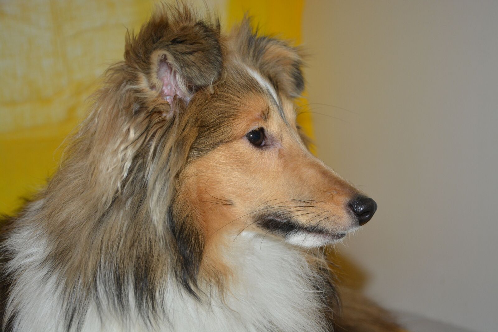 Nikon D5200 sample photo. Dog, bitch nayana, shetland photography