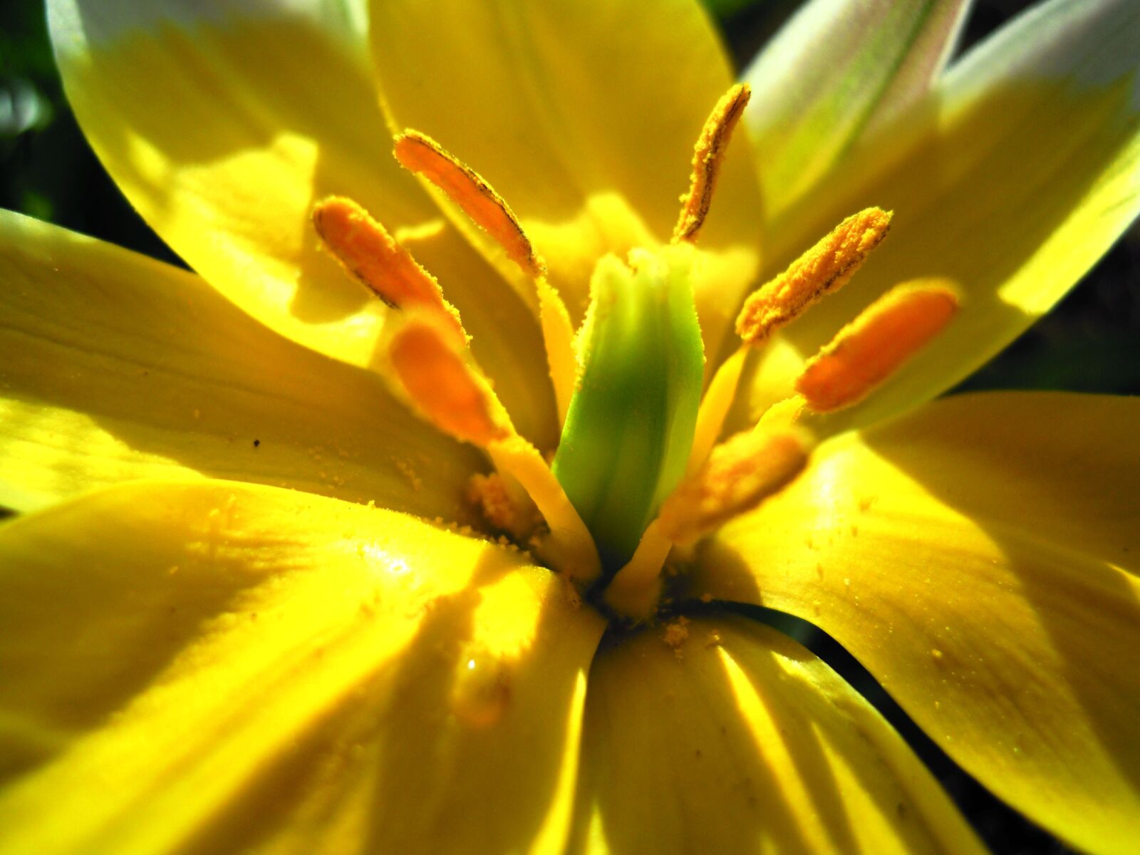 Nikon Coolpix S640 sample photo. Close up, yellow, flower photography