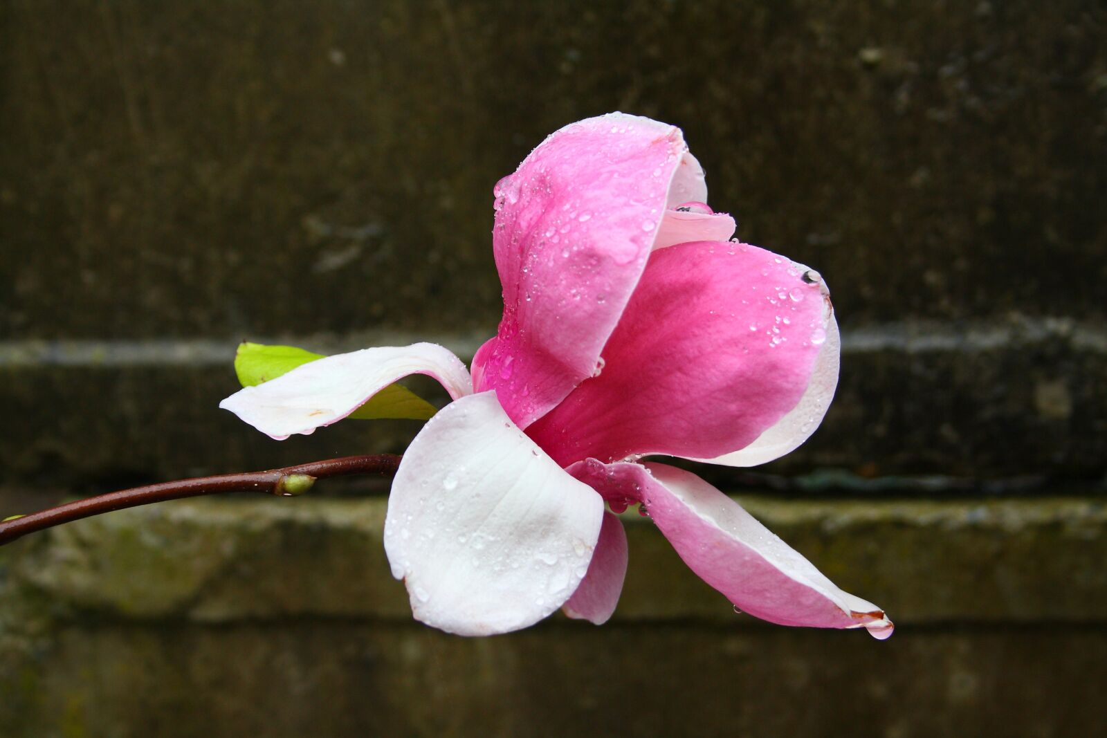 Canon EOS 1000D (EOS Digital Rebel XS / EOS Kiss F) sample photo. Magnolia, flower, spring photography