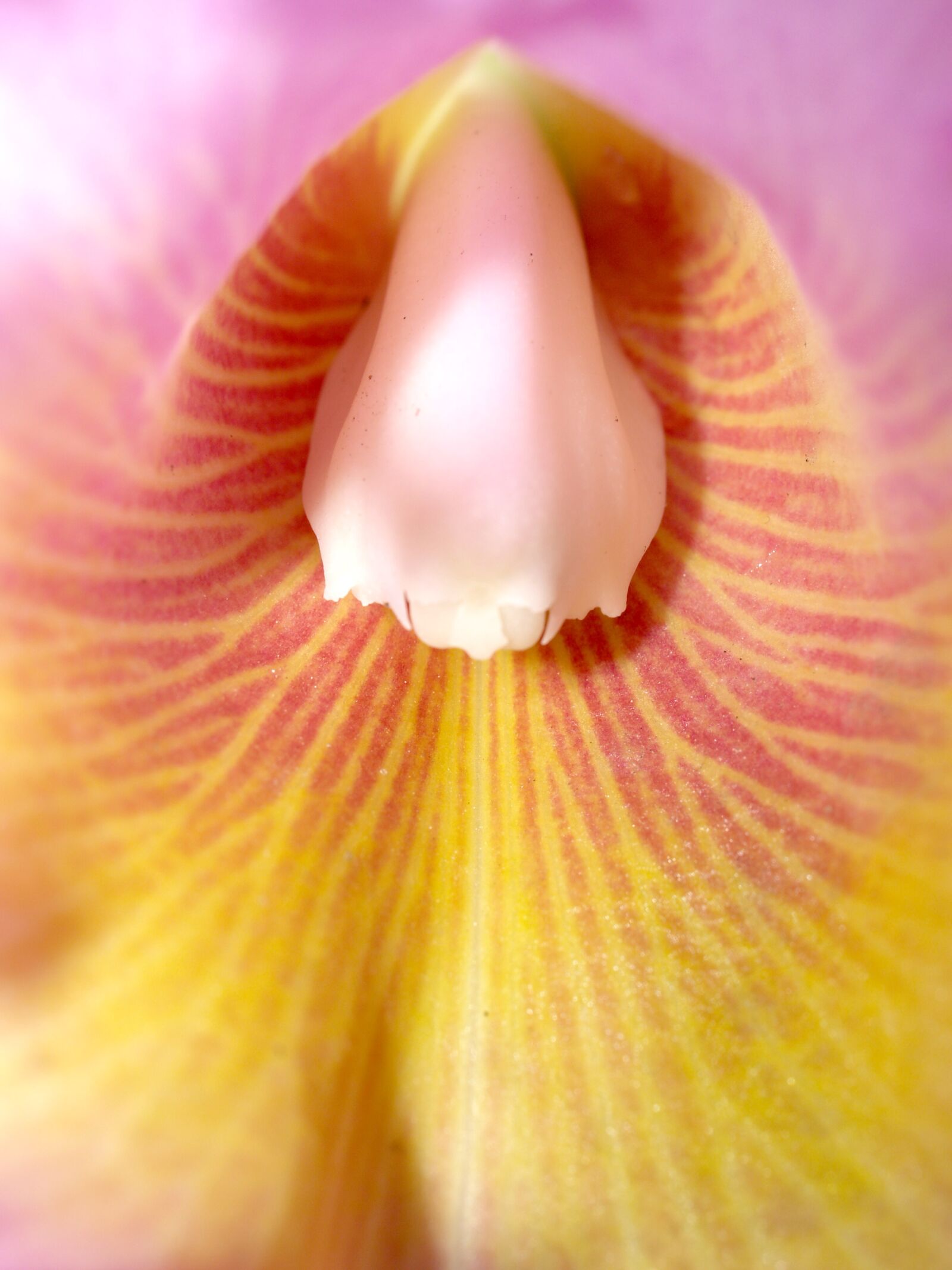 Olympus E-300 (EVOLT E-300) sample photo. Orchid, flower, bright photography