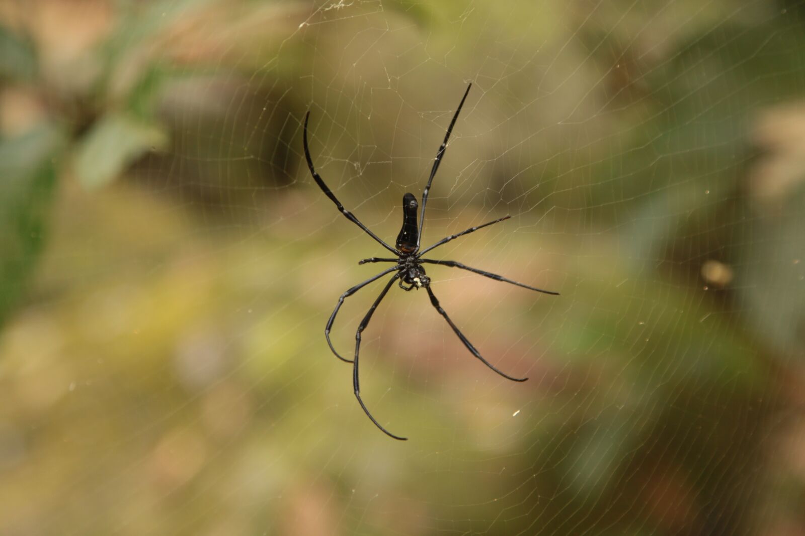 Canon EOS 50D sample photo. Insect, spider, nature photography