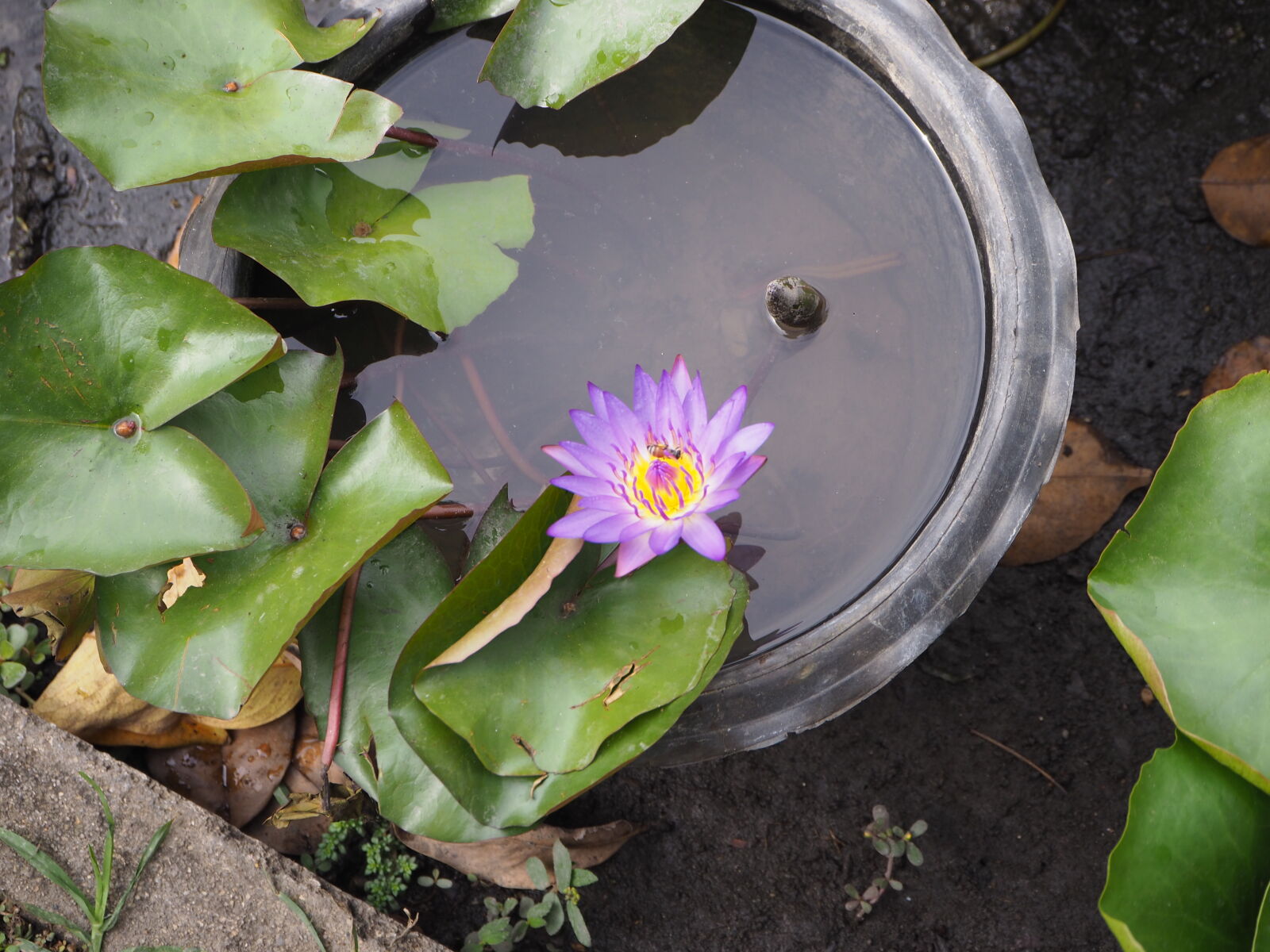 Olympus OM-D E-M10 II sample photo