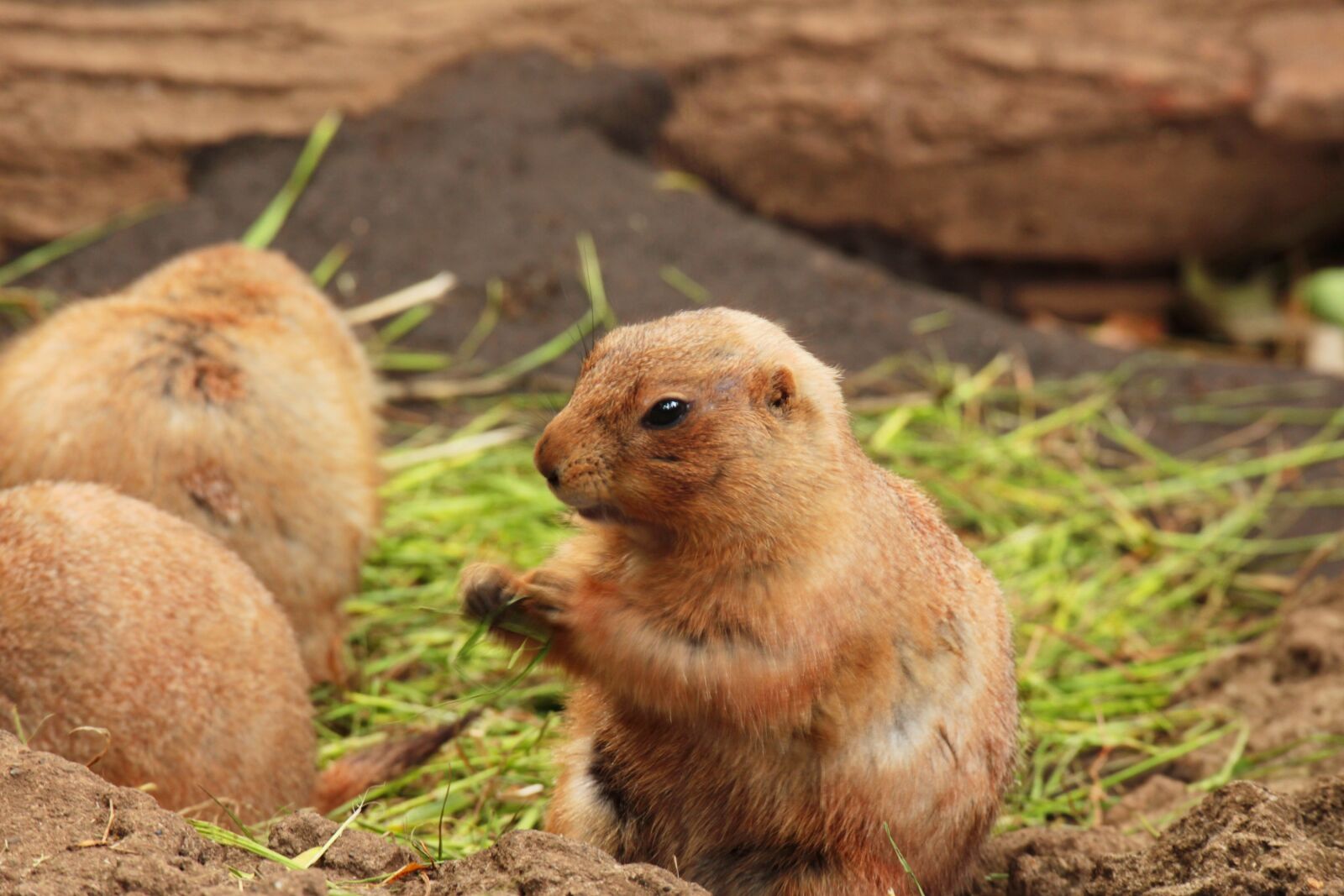Canon EOS M2 sample photo. Animal, prairie dog, zoo photography