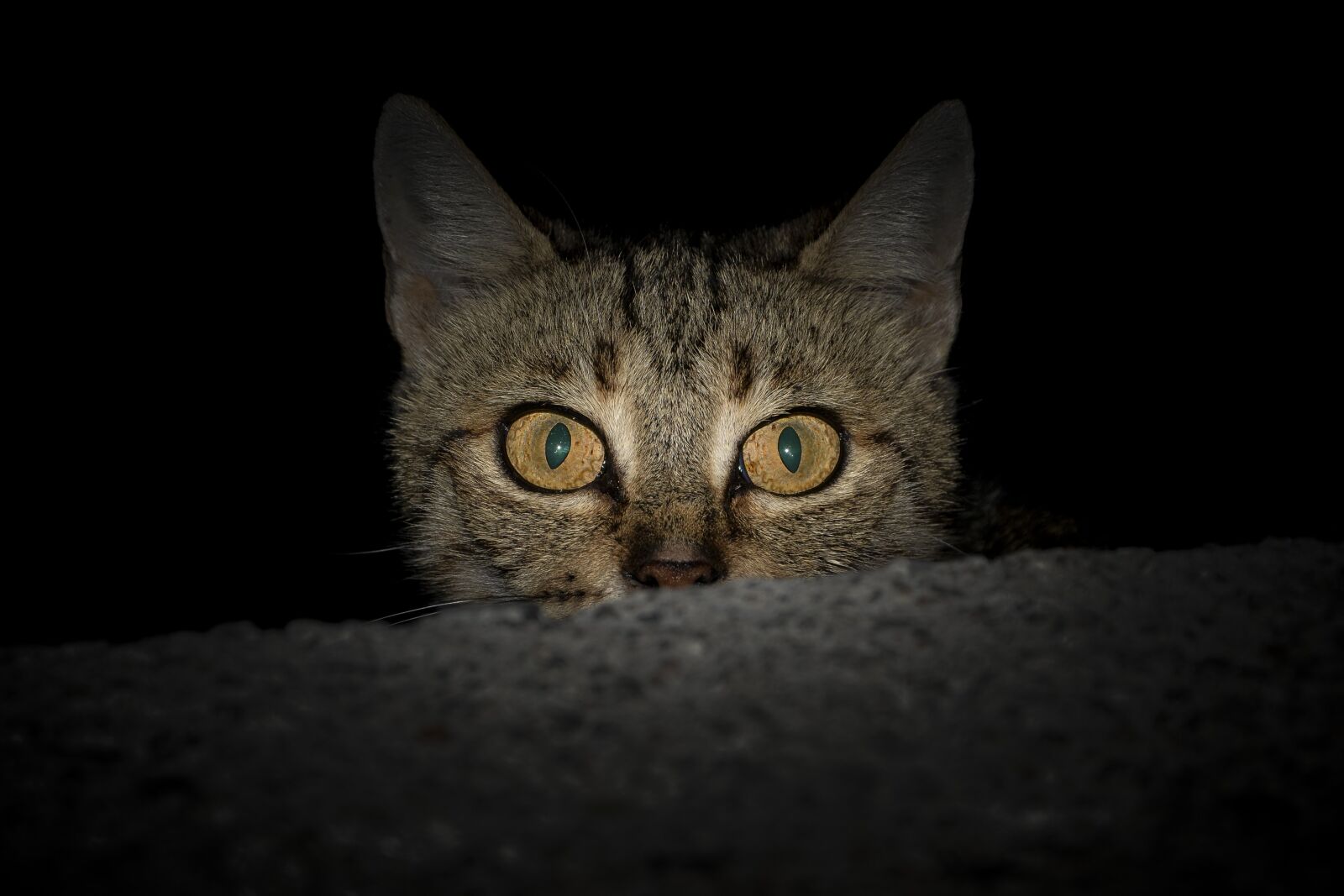 Nikon D3100 sample photo. Cat, animal, tabby cat photography