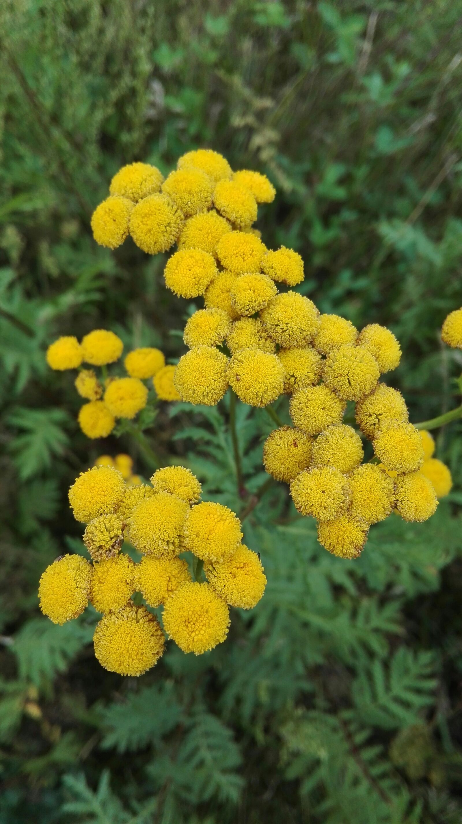 HUAWEI Cherry Mini sample photo. Tansy, flowers, nature photography