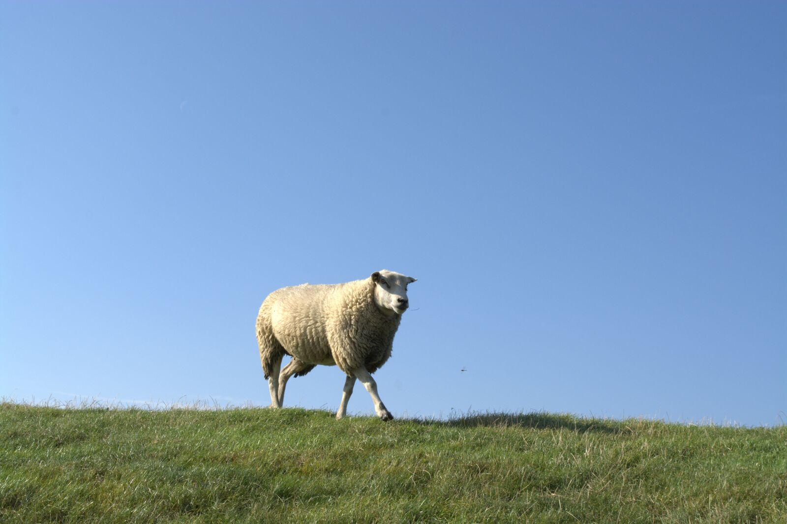 Nikon D5200 sample photo. Deichschaf, sheep, animal photography