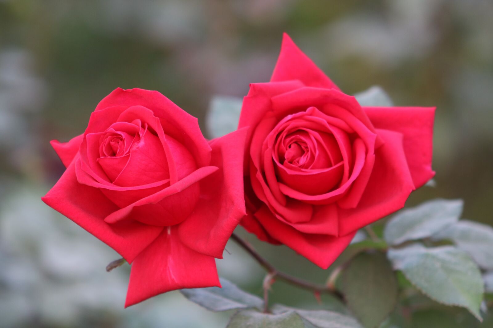 Canon EF75-300mm f/4-5.6 sample photo. Blood color rose, twins photography